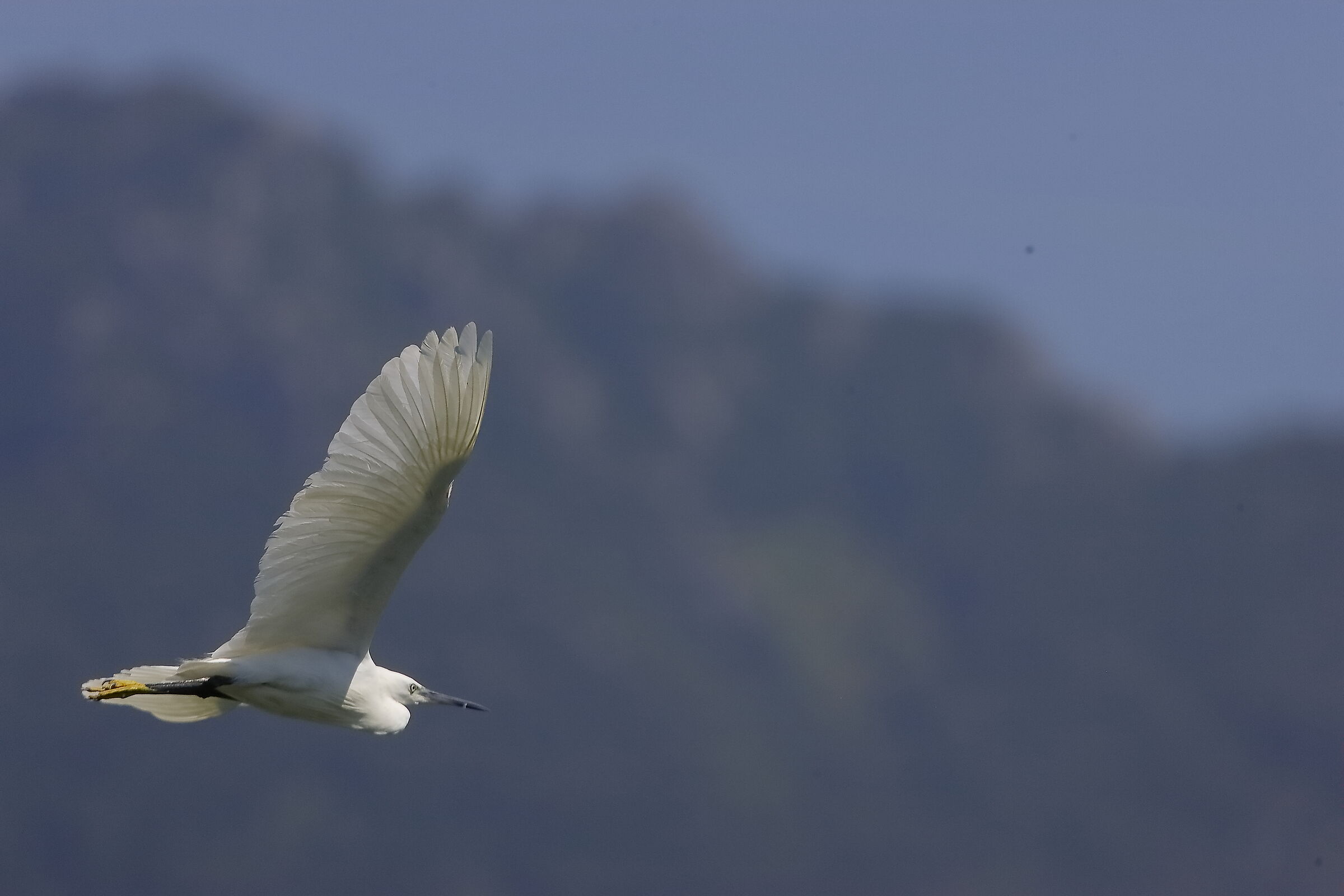 Garzetta 08 agosto 2024 - 0039