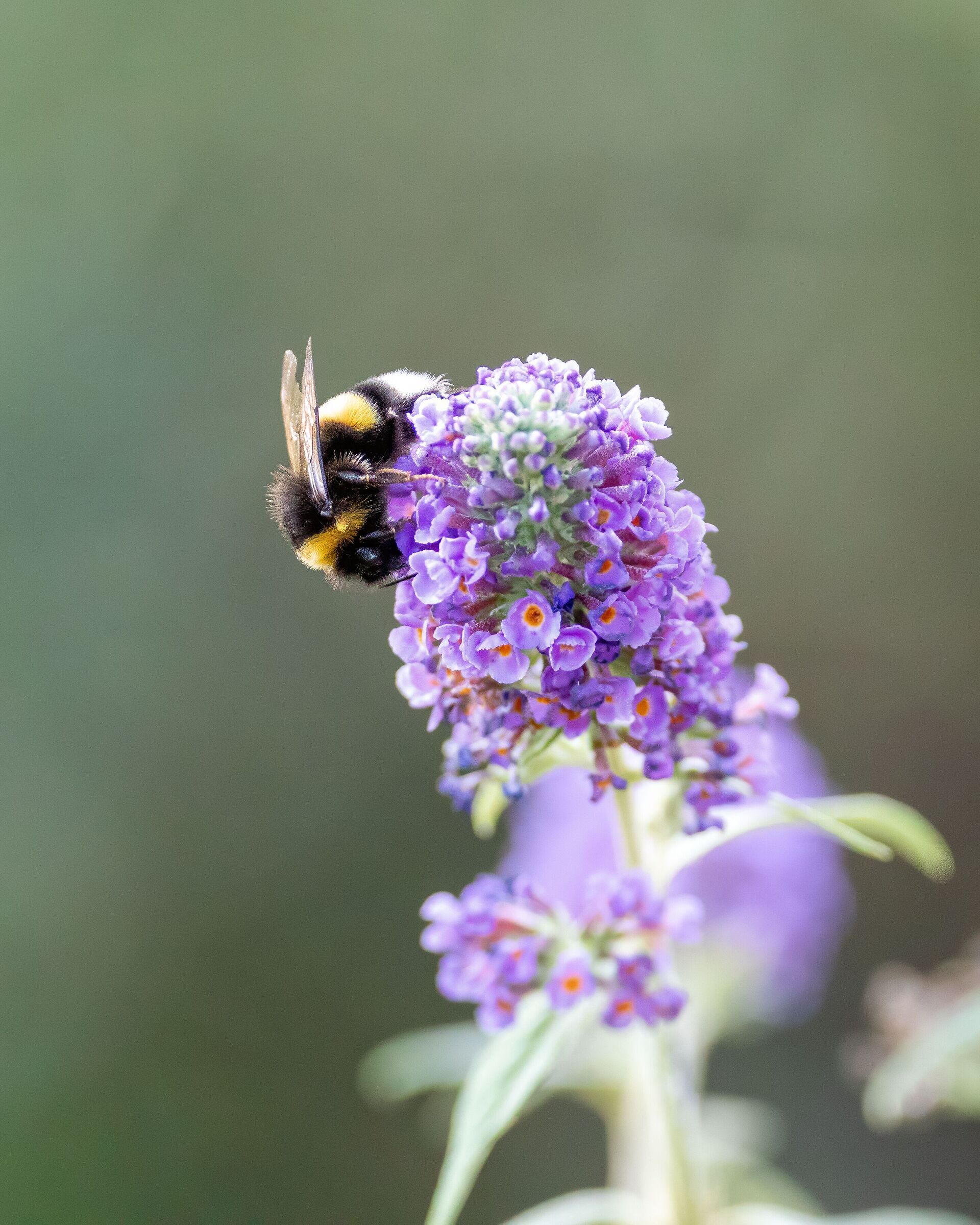 bzz02
