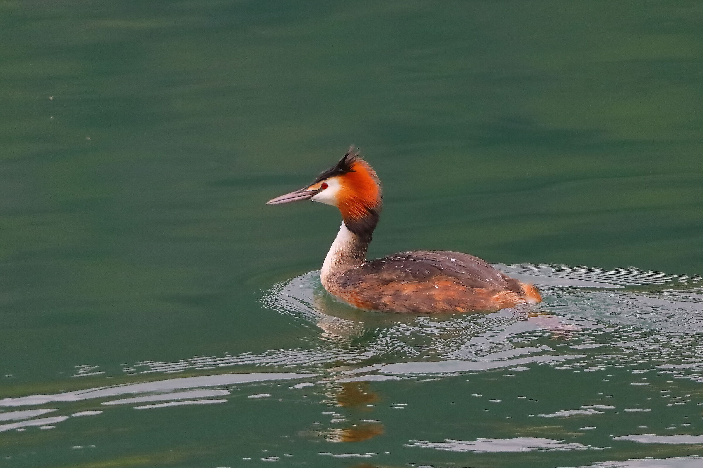 Svasso 05 aprile 2024 - 0030