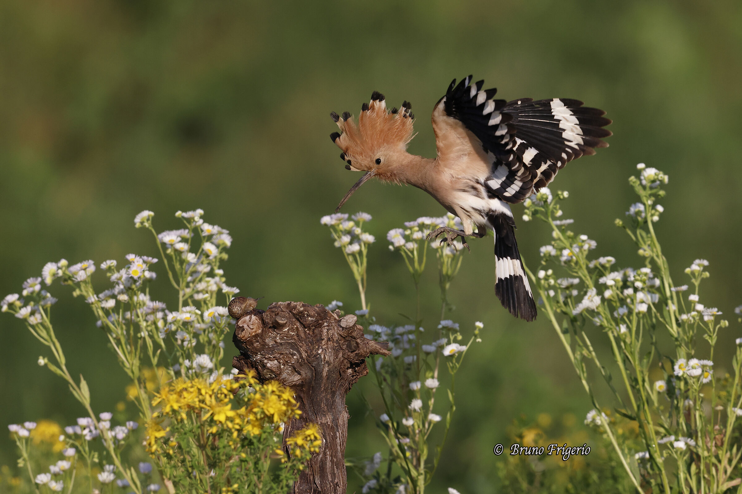 THE SNAIL AND THE HOOPOE