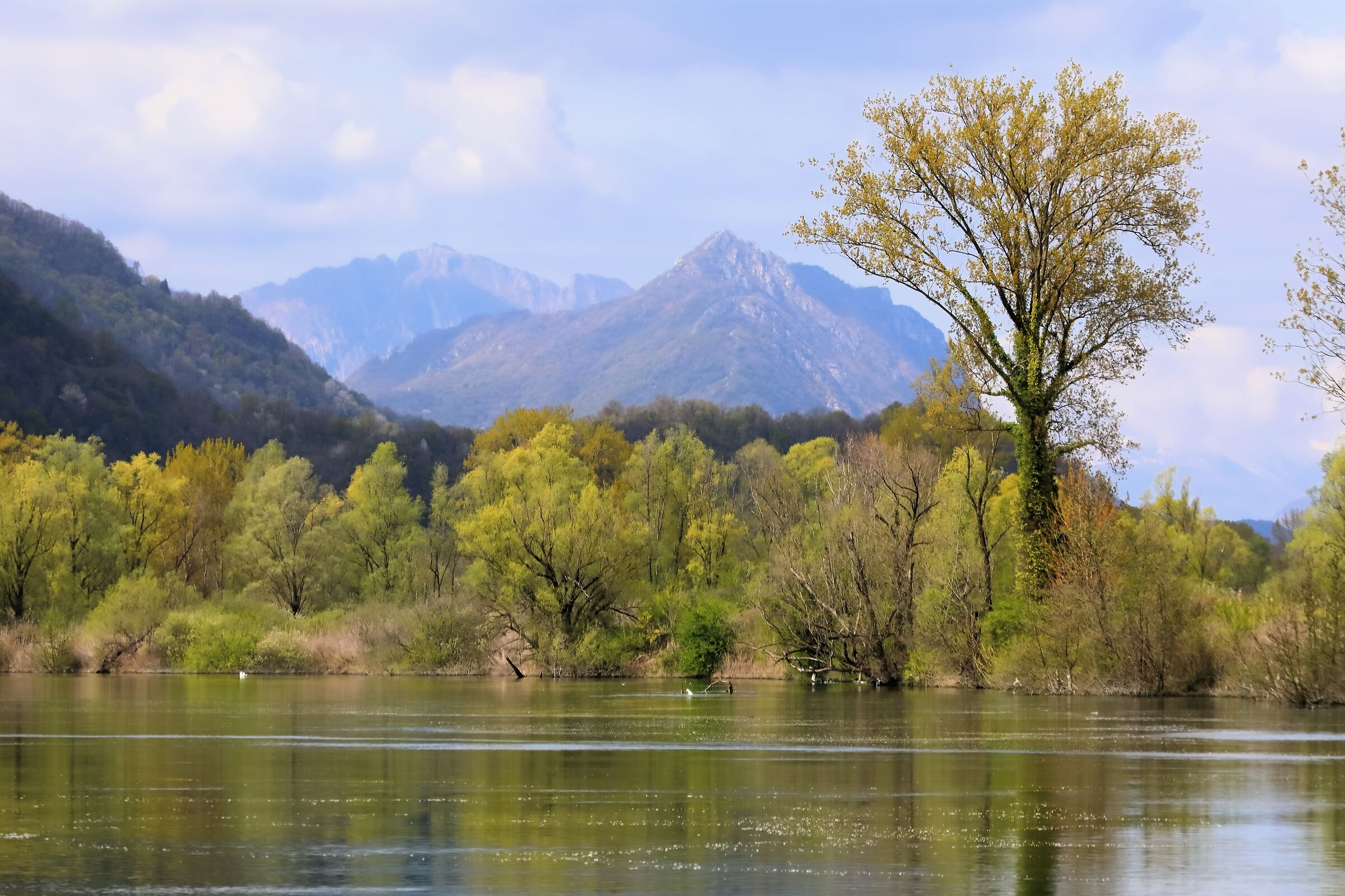 Fiume Adda 05 aprile 2024 - 0031