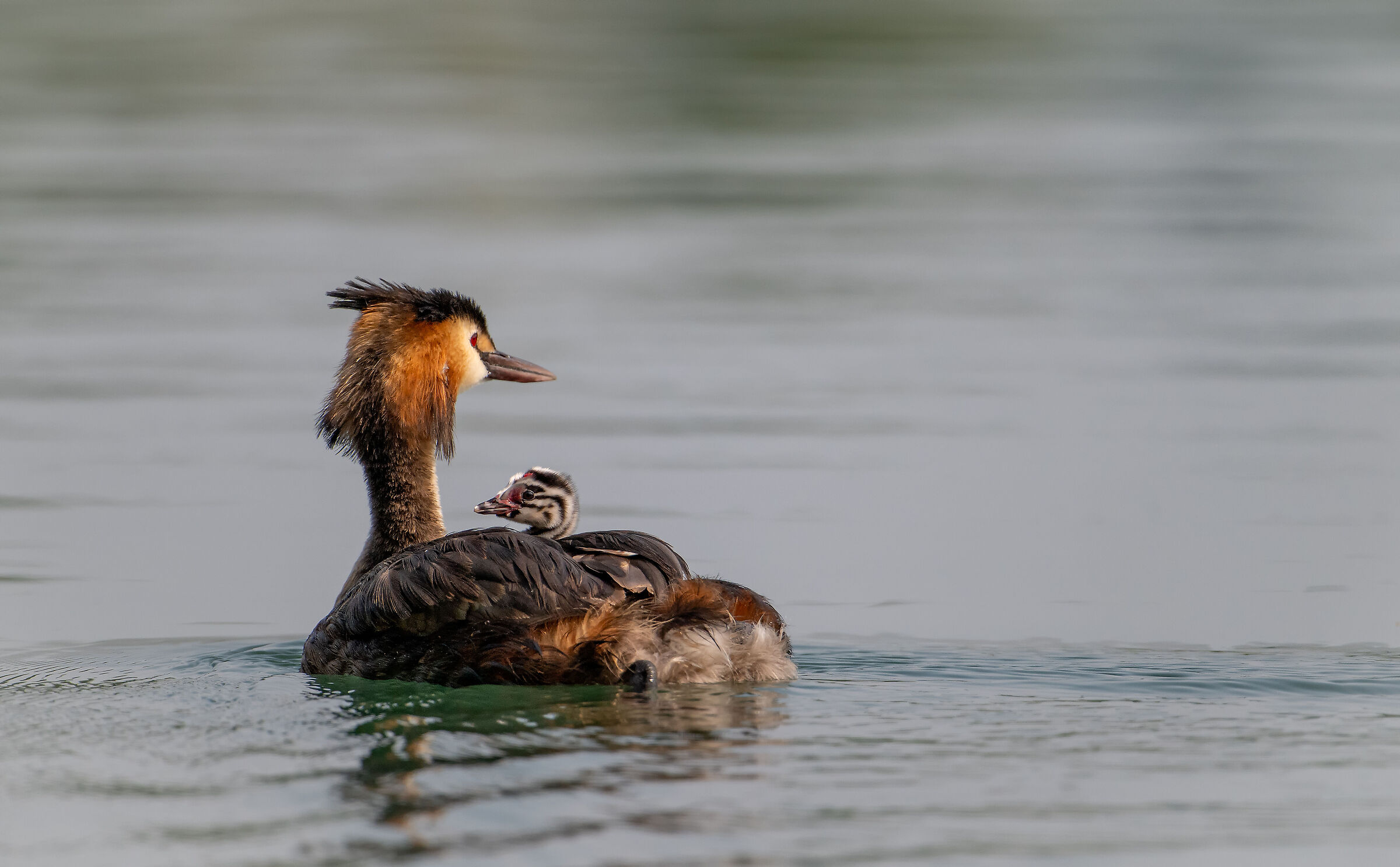 Grebe with pullet on board