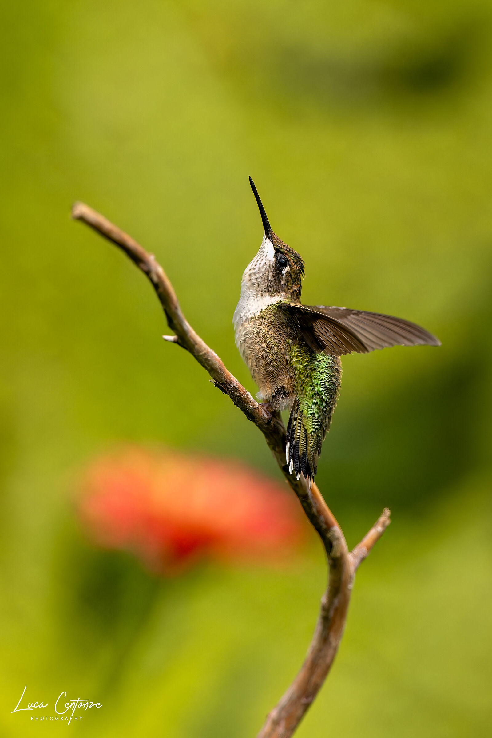 Ruby-throated Hummingbird (Archilo colubris)