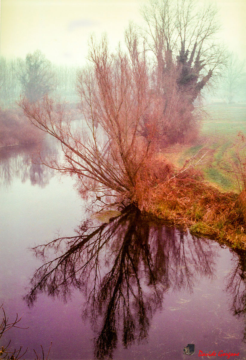The tree