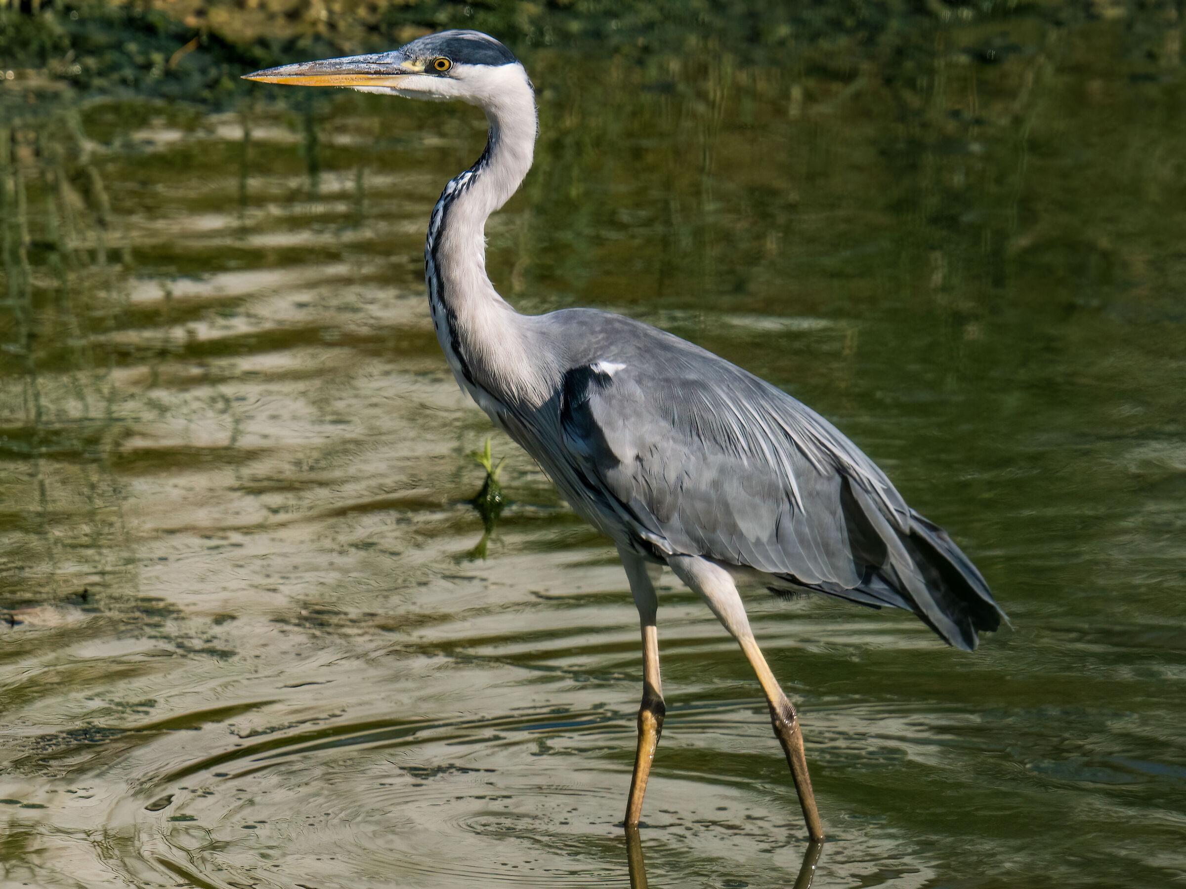 Grey heron