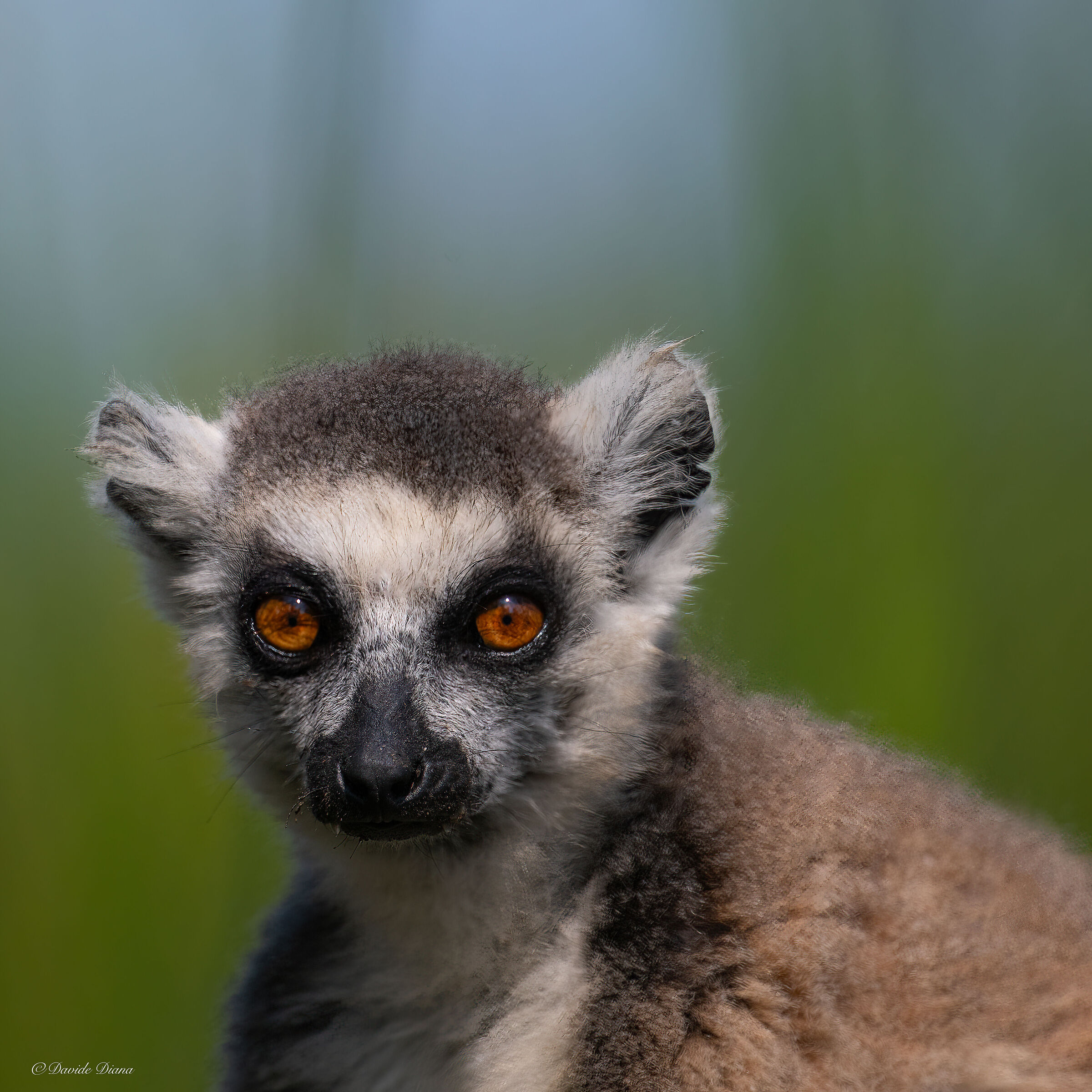 Madagascar