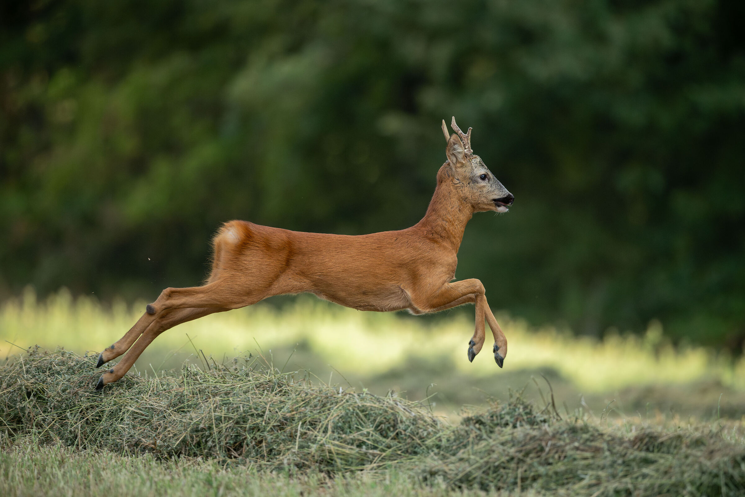 Roe deer M, summer 2024
