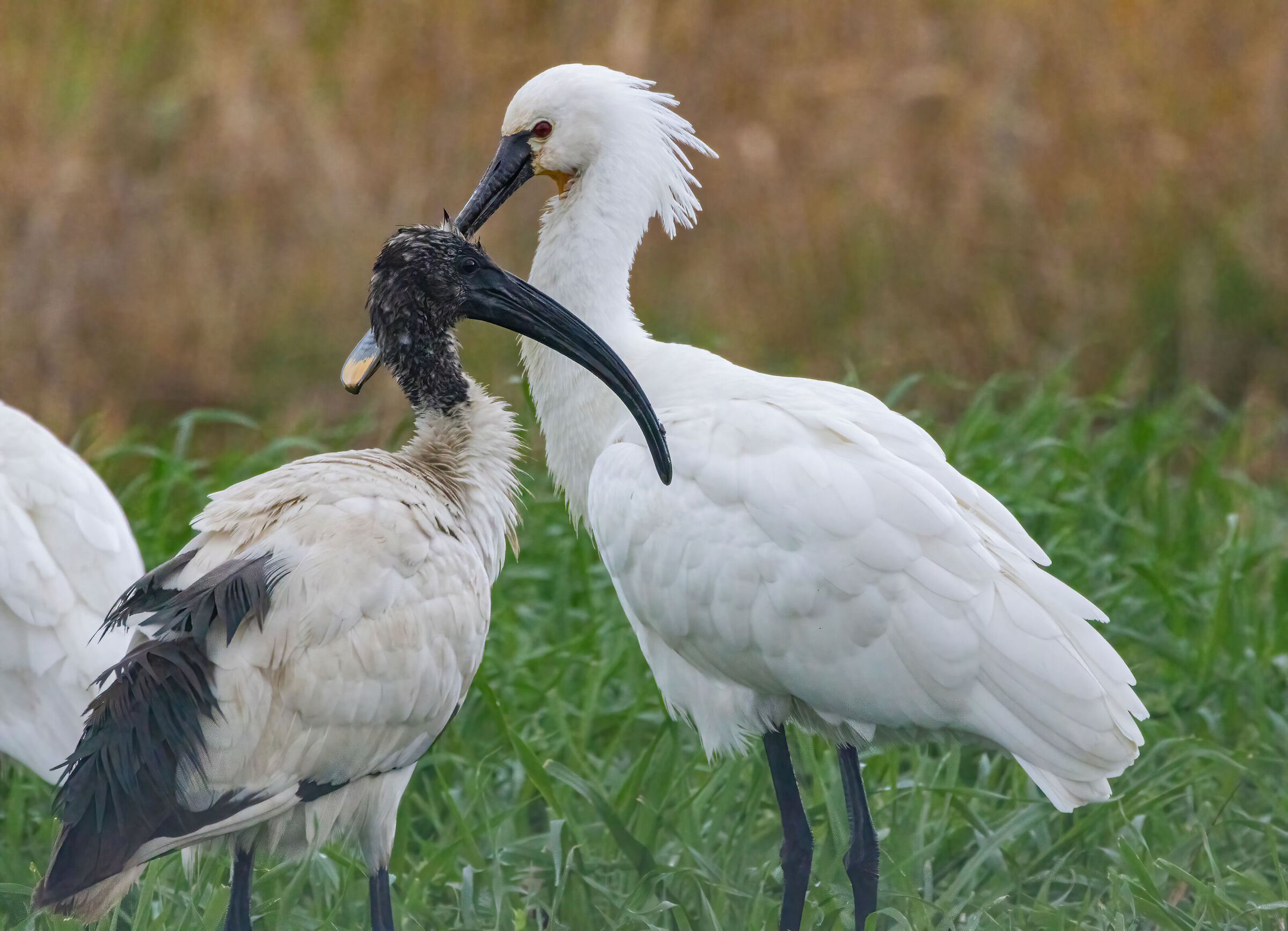 Ibis sacro e spatola
