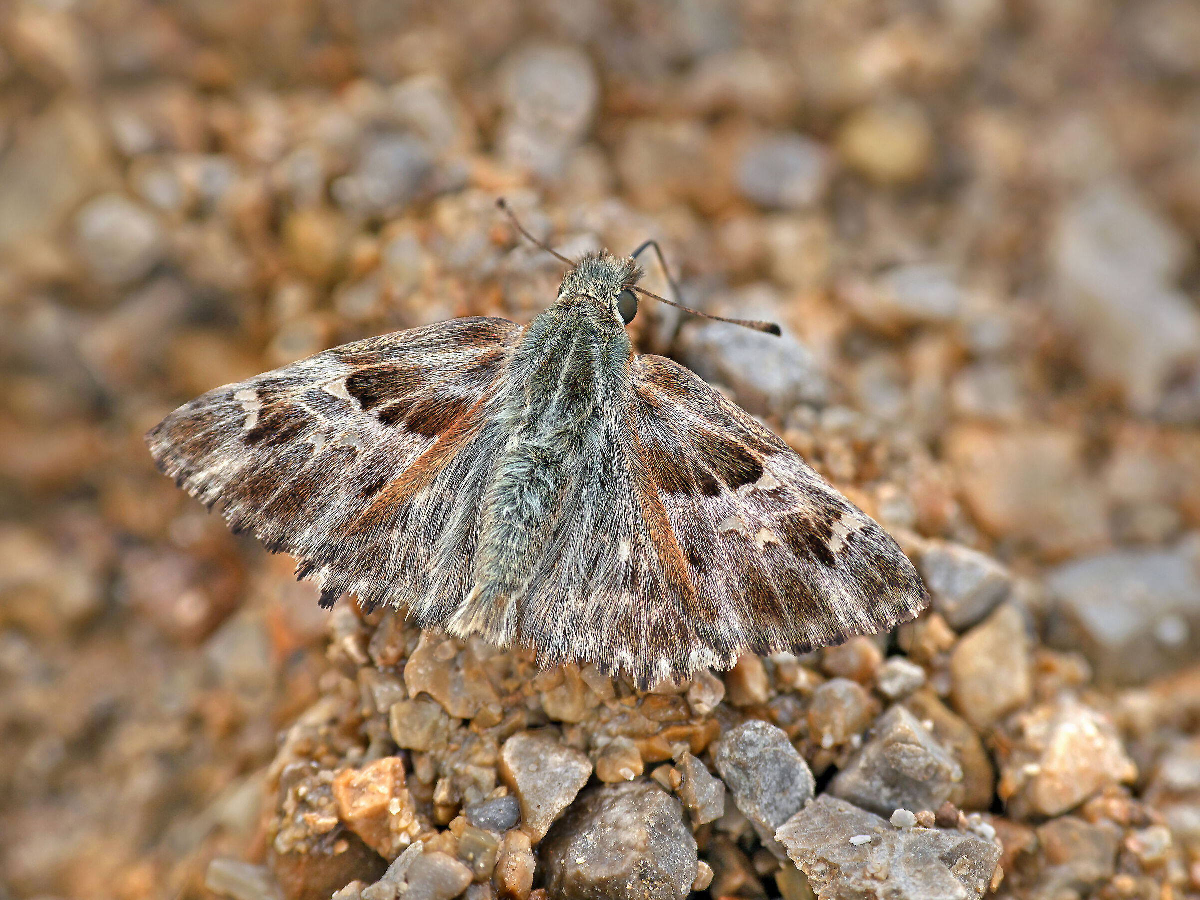 I think she can`t see me