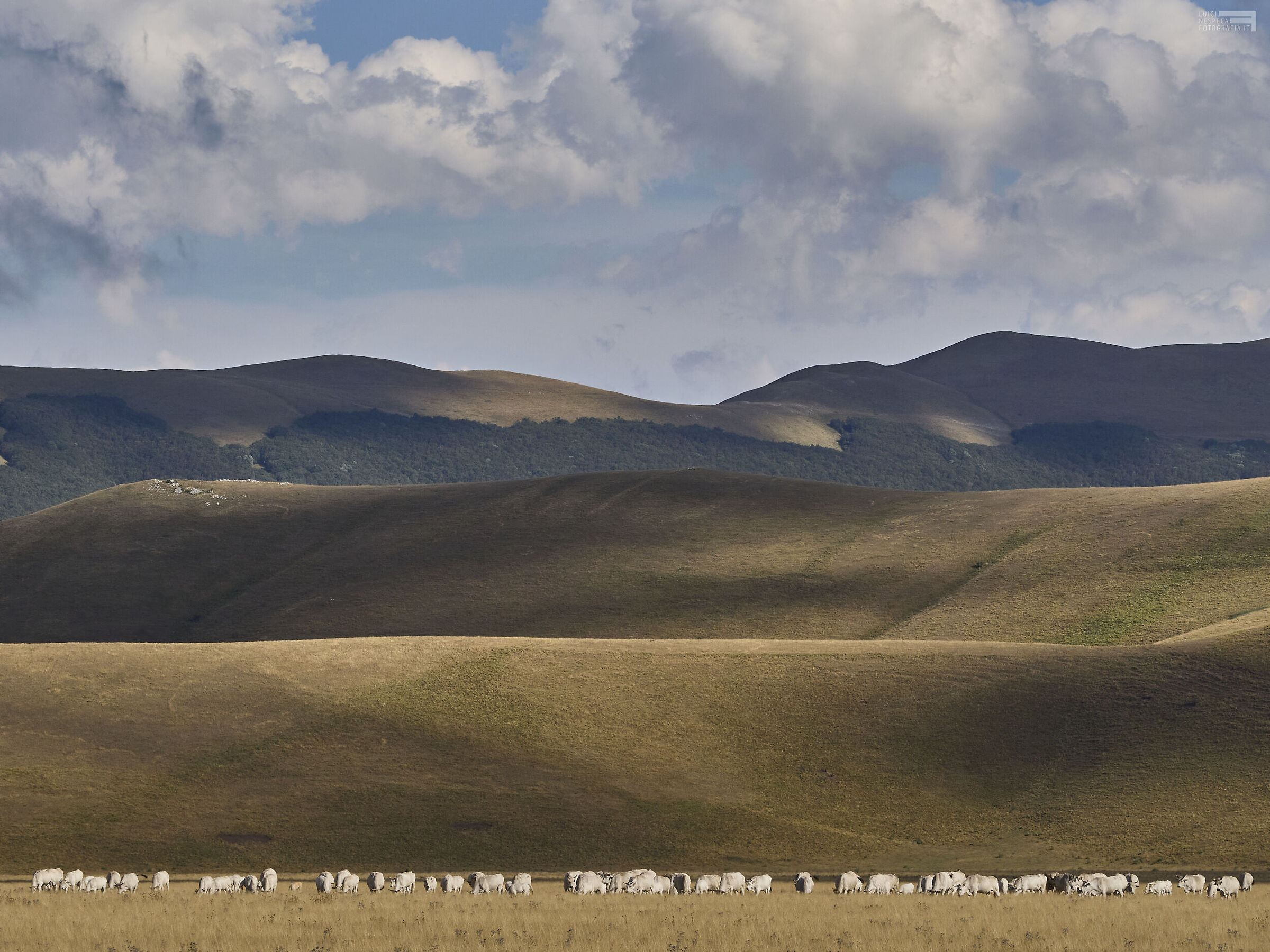 Pian Grande con mucche al pascolo