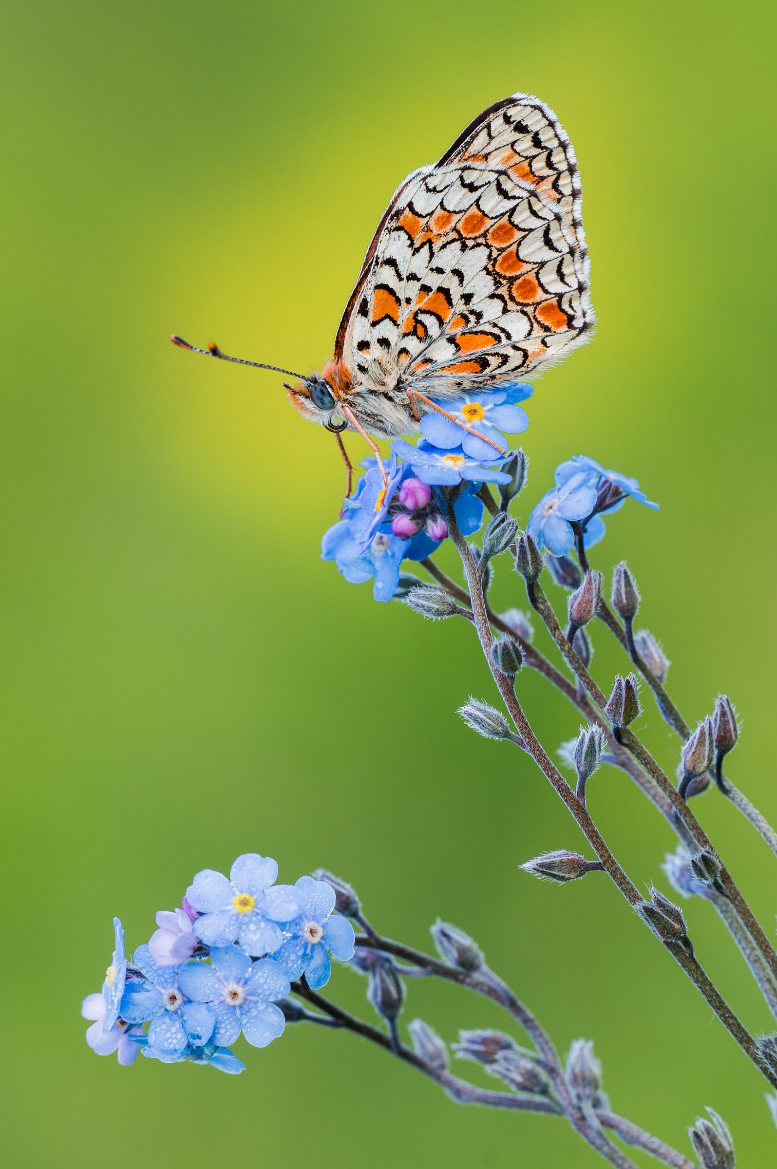 Don't forget about me, Melitaea Telona...