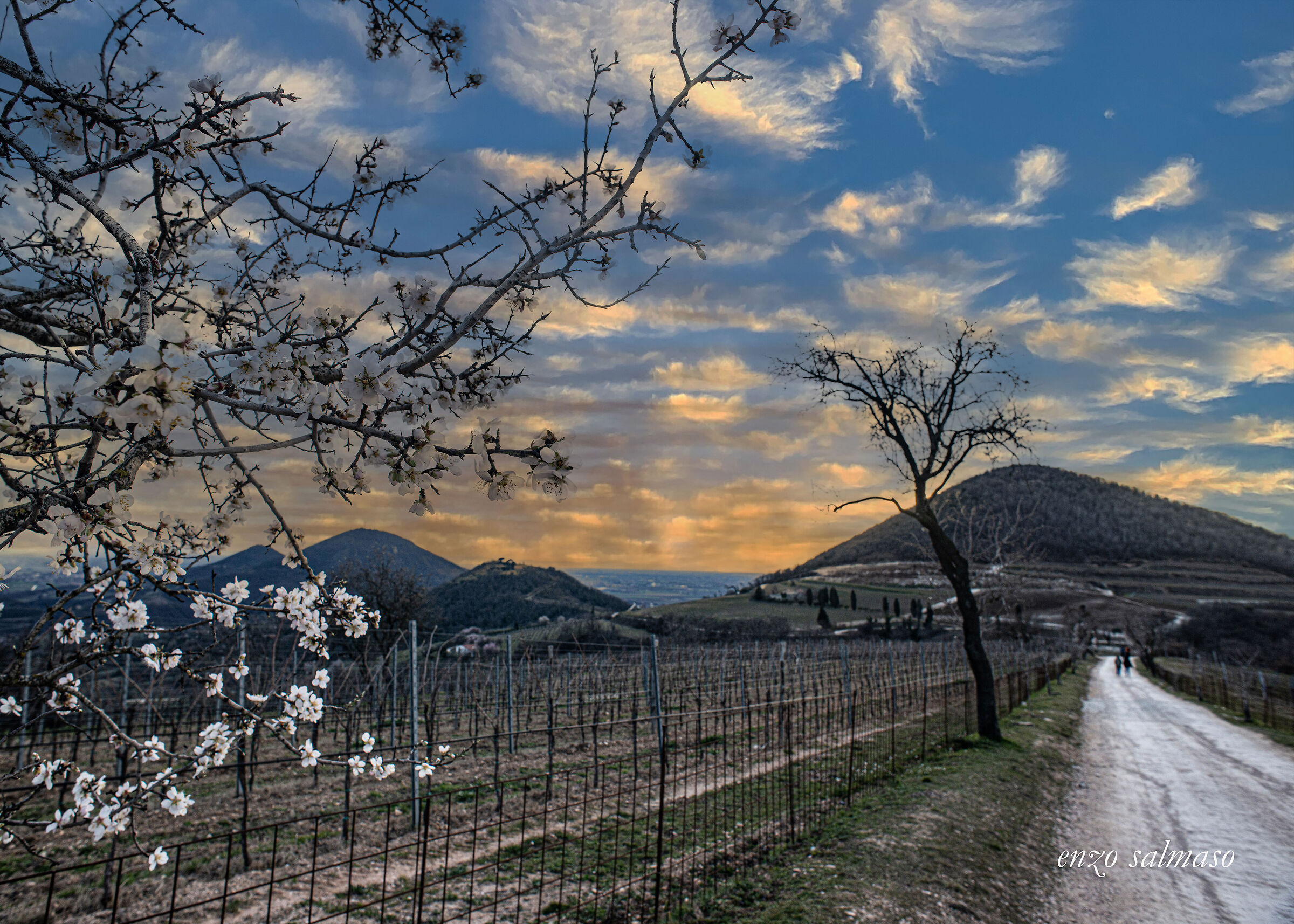 Fioritura sul Mottolone