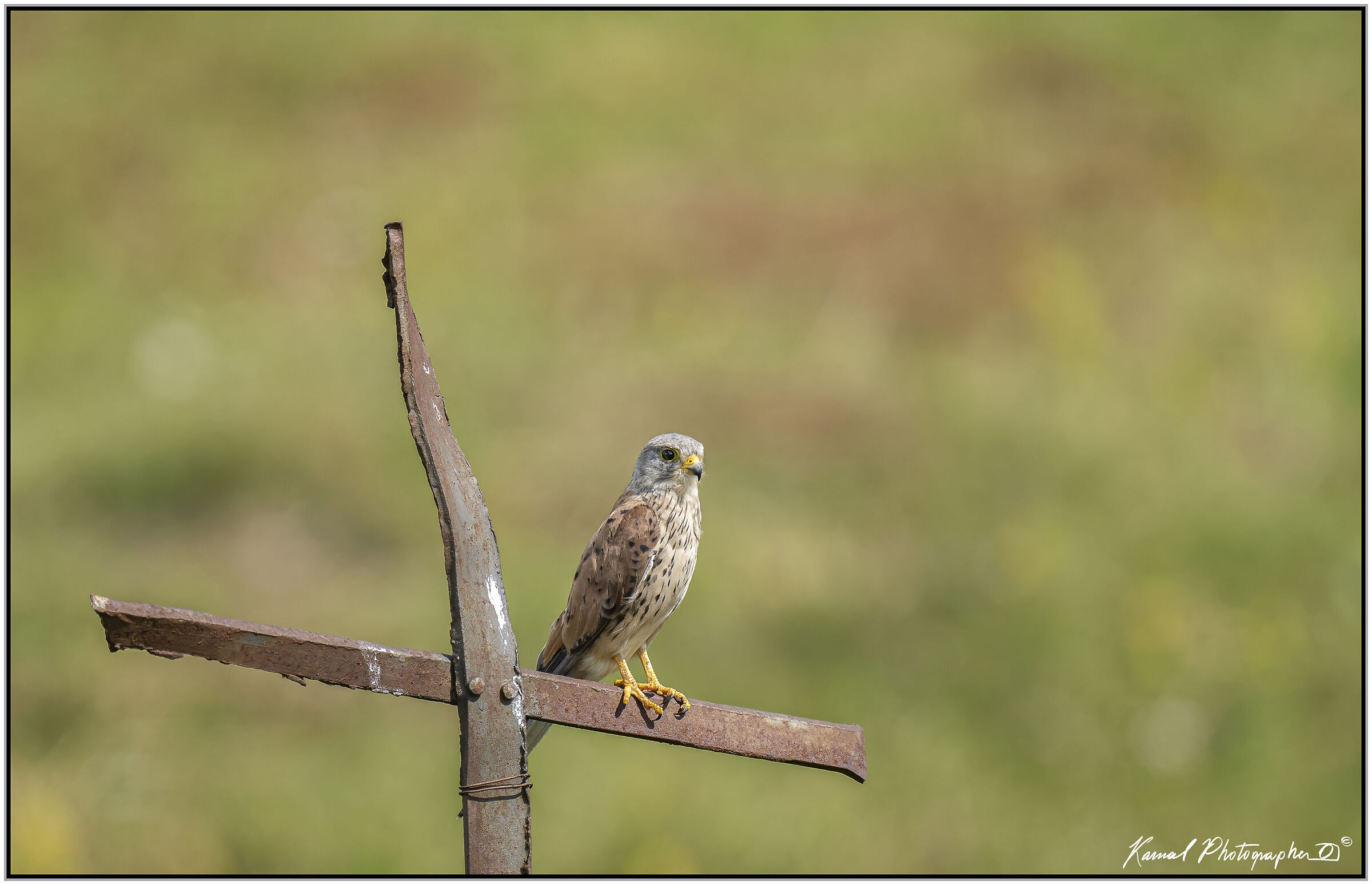 Lesser Kestrel