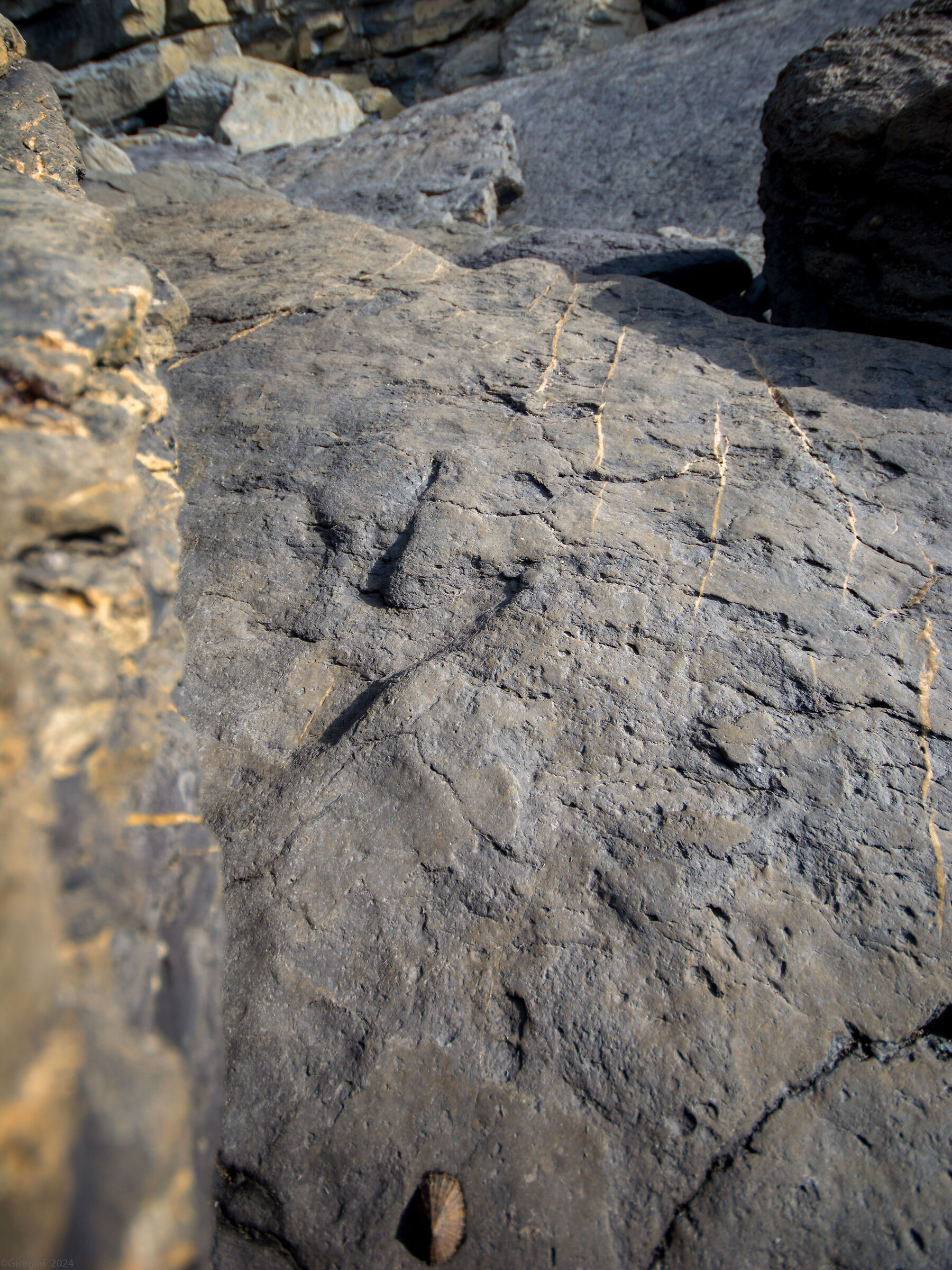 The imprint of the theropod