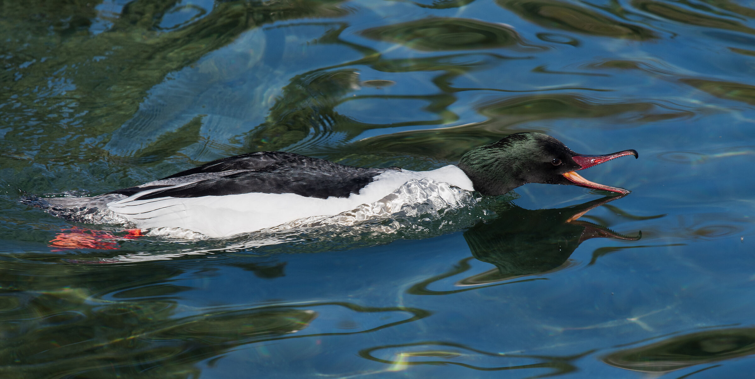Great Merganser