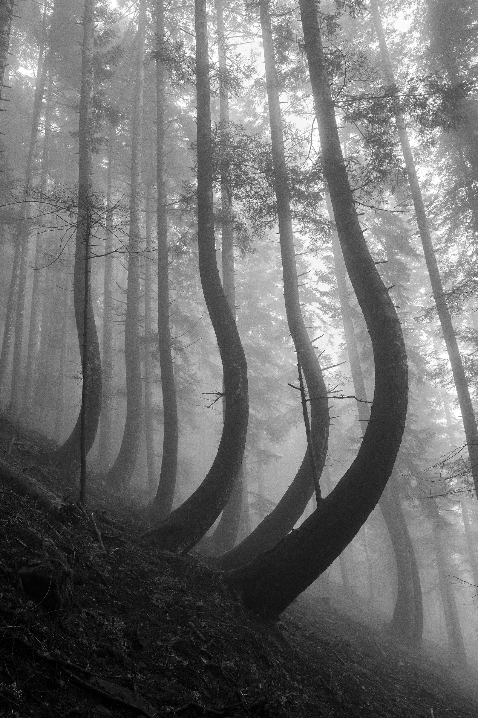 In search of light