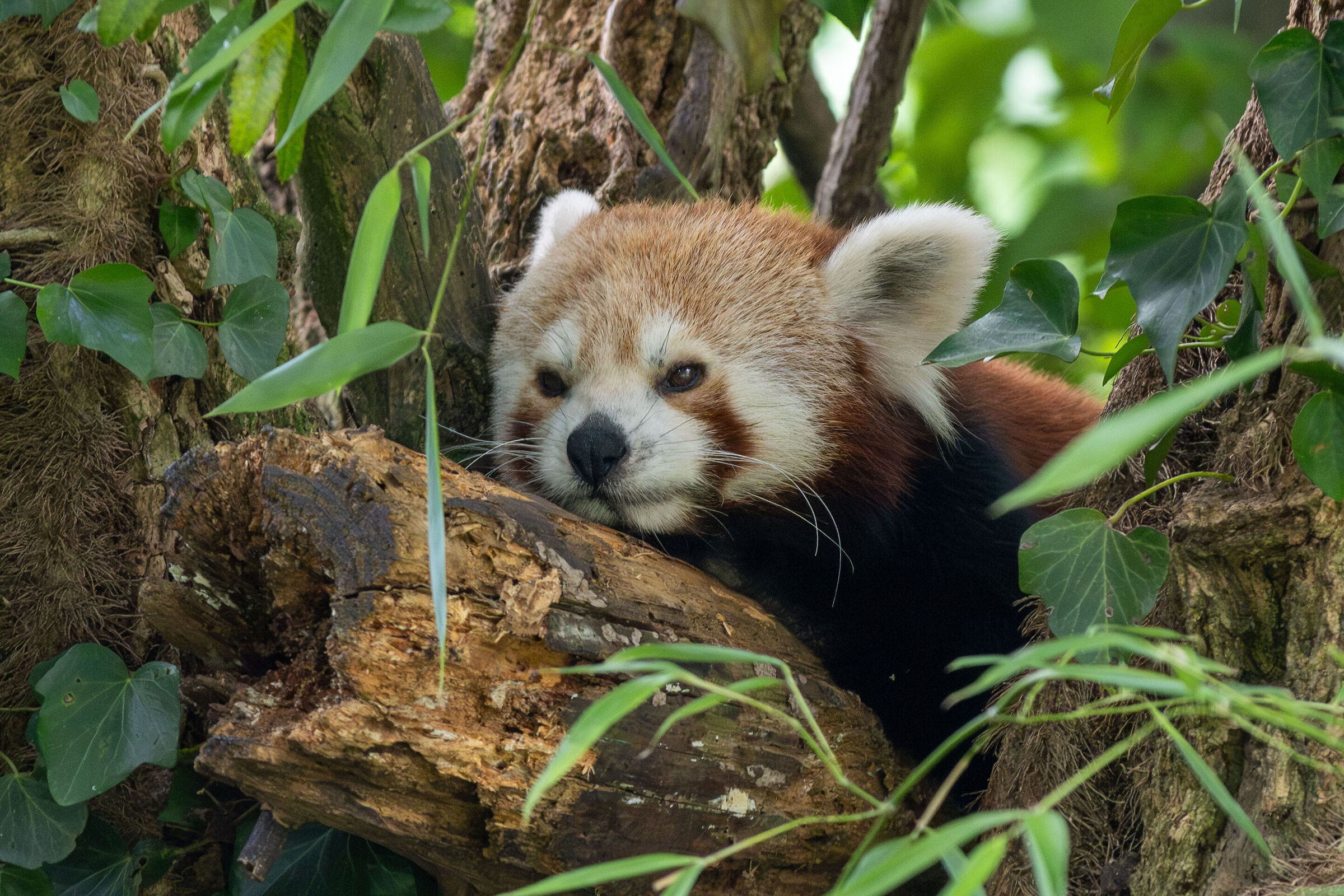 Panda rosso