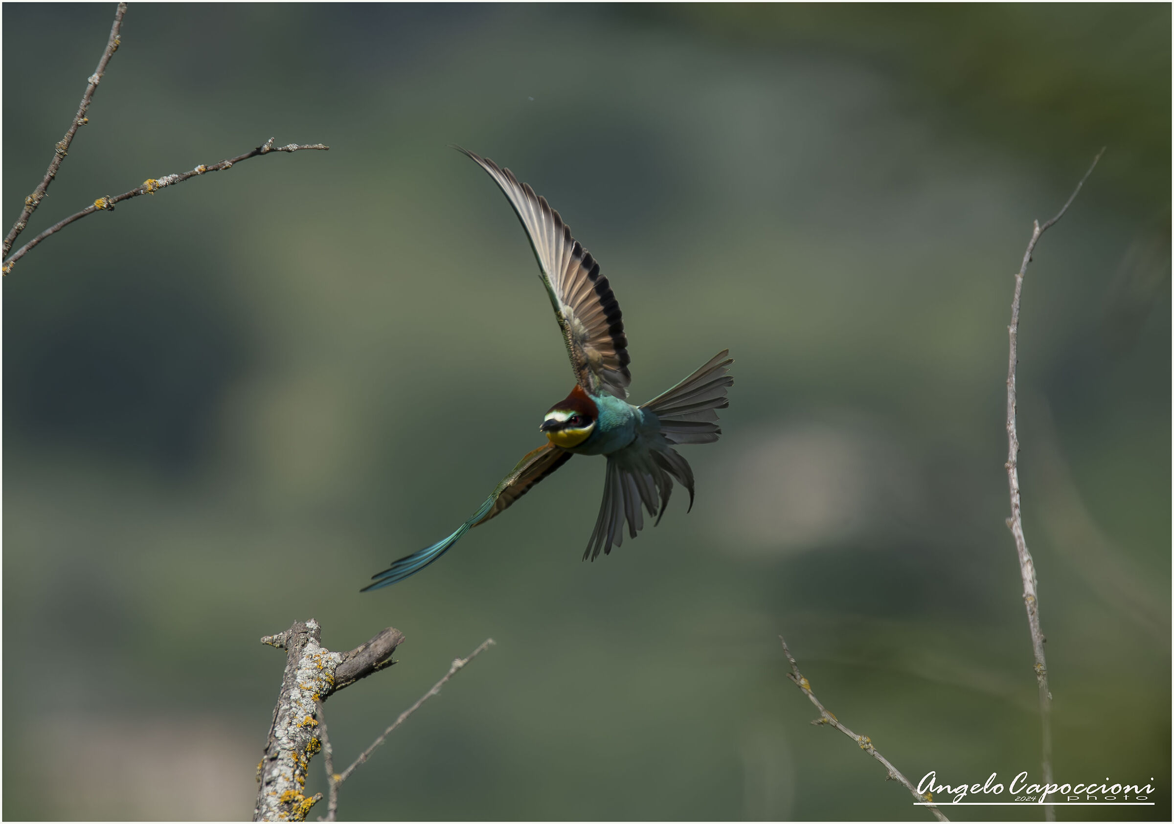 Umbria - Bee-eater (Merops apiaster)