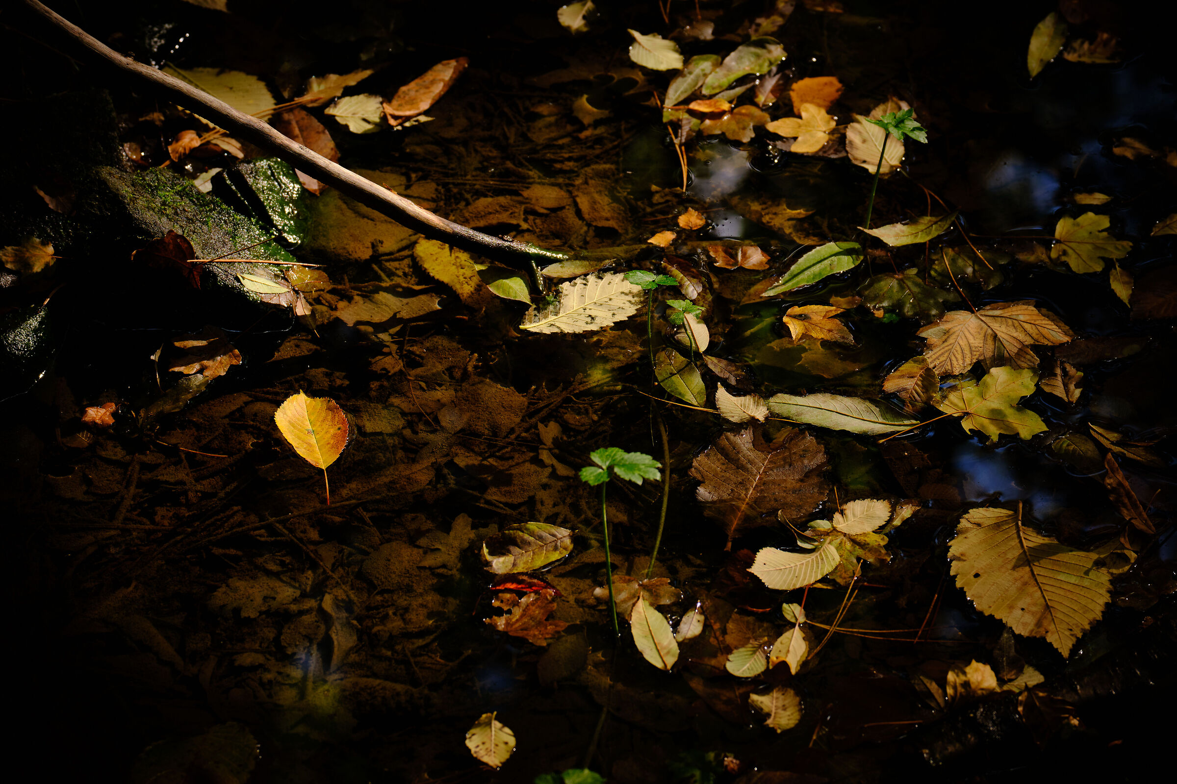 Somewhere in the woods.