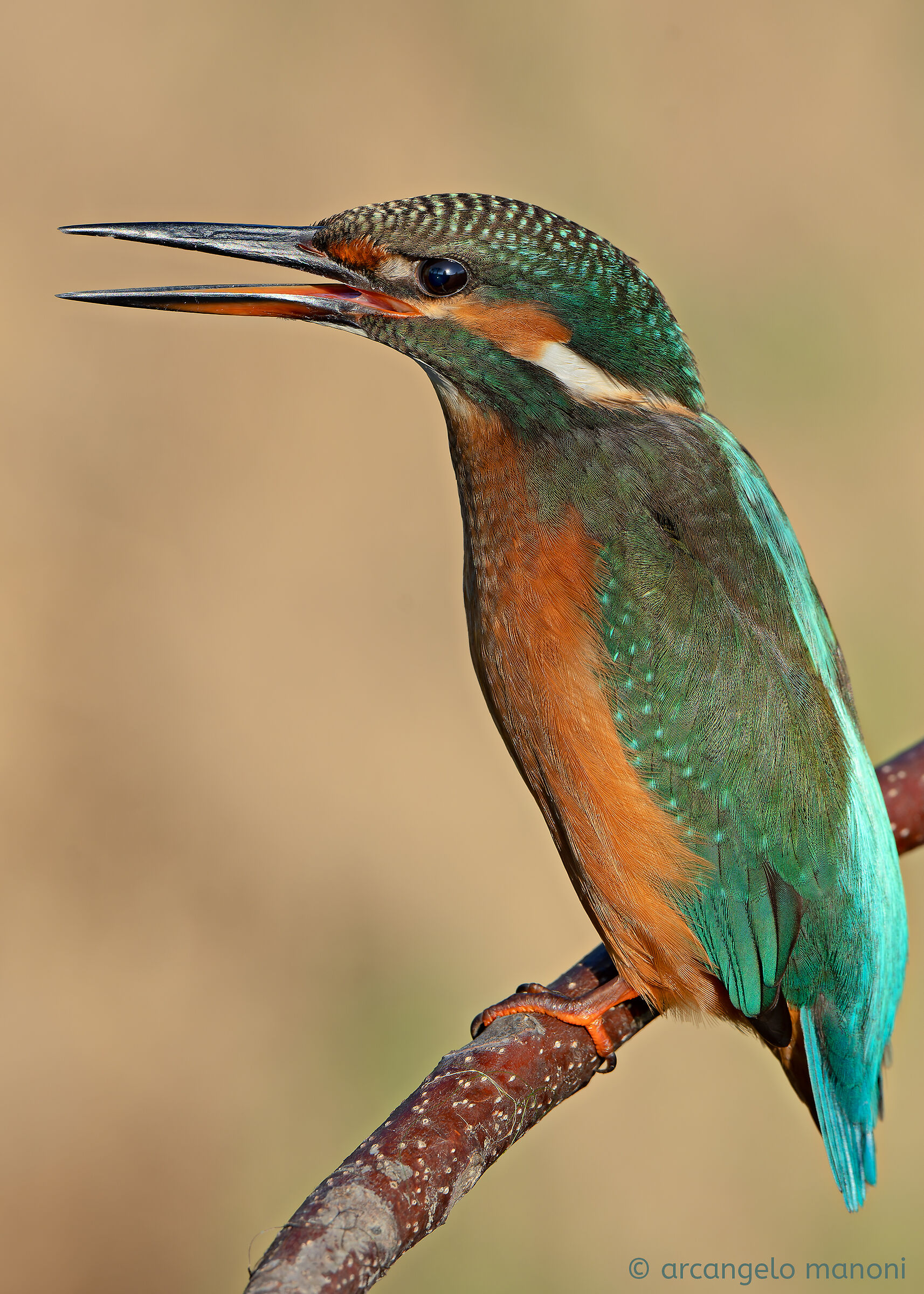 Il canto del martino