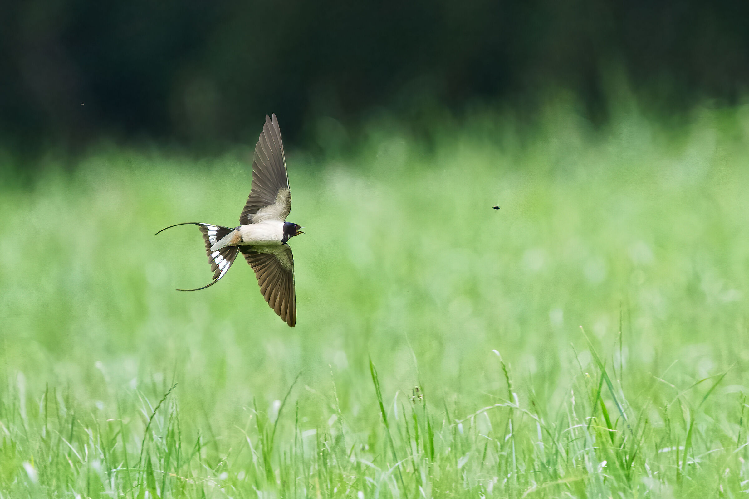 Rondine in caccia (Falzes)