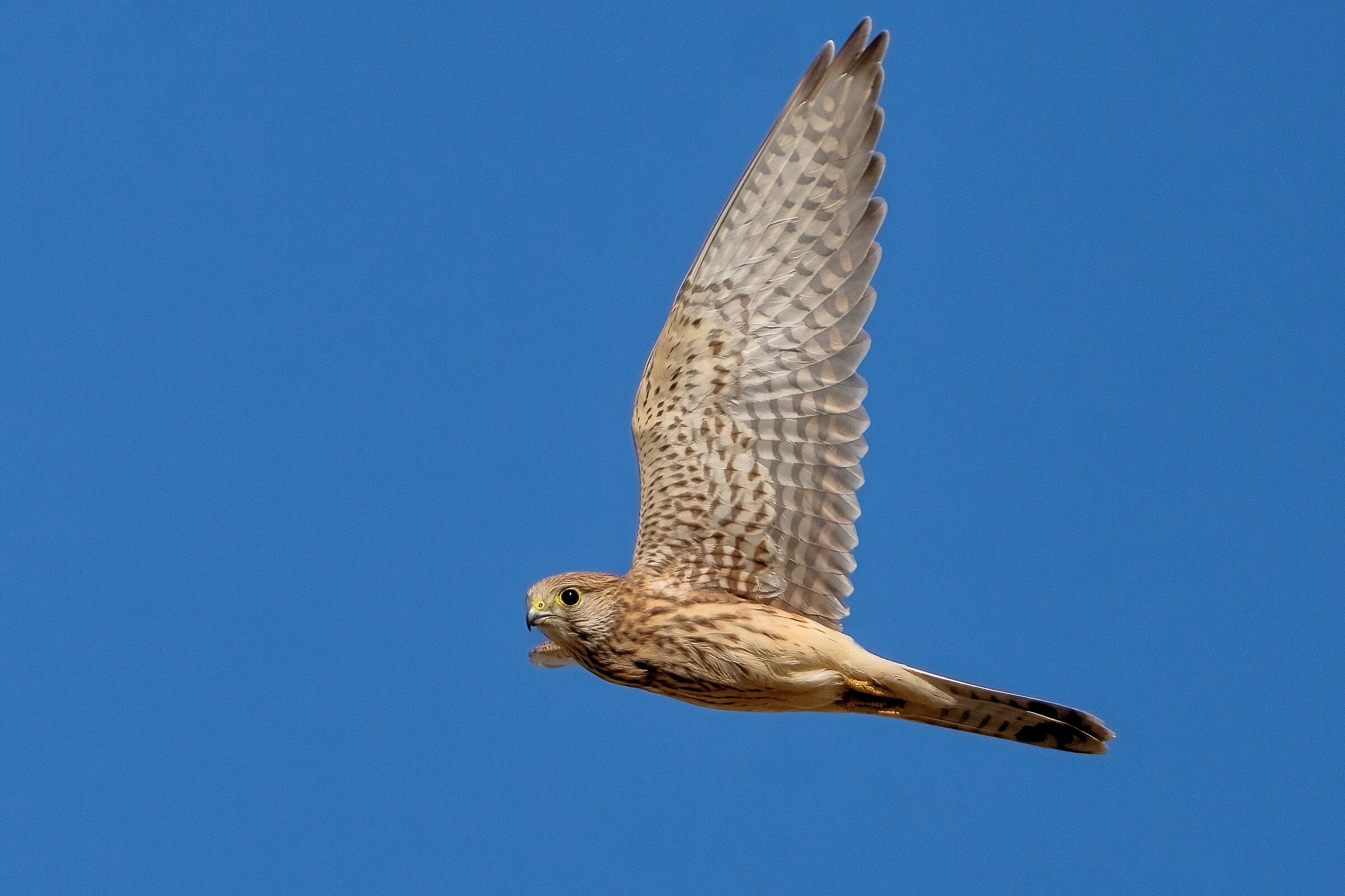 Gheppio (Falco tinnunculus)