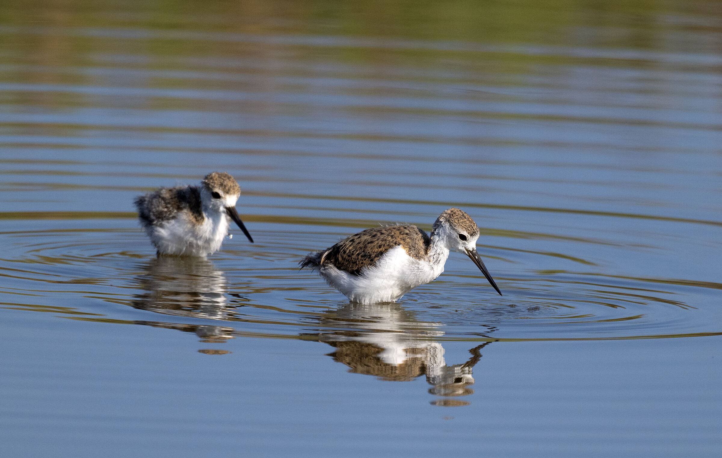 Cavalieri d'Italia,Capo Feto Sicilia,09-08-202