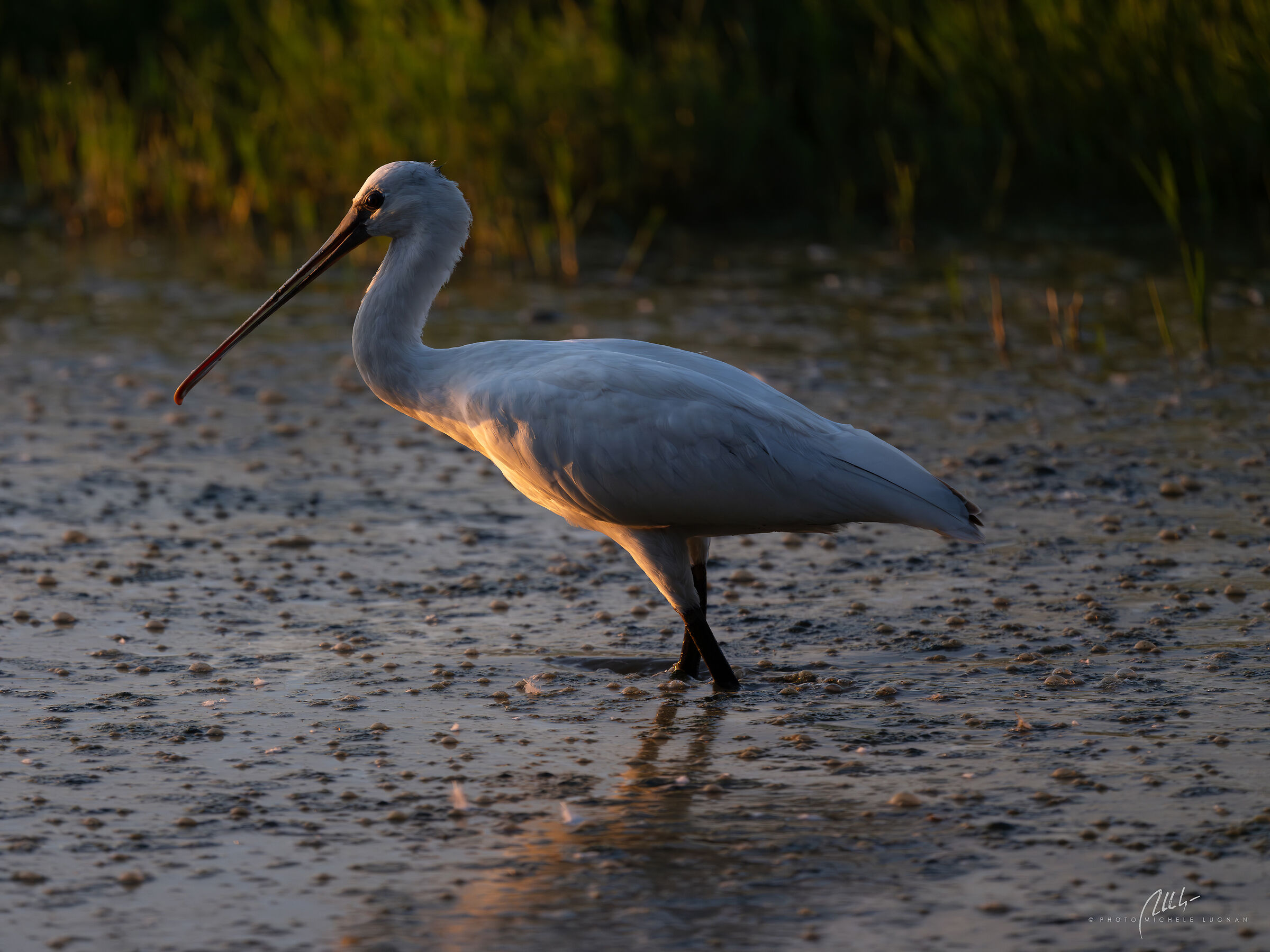 Platalea leucorodia, prime prove obiettivo