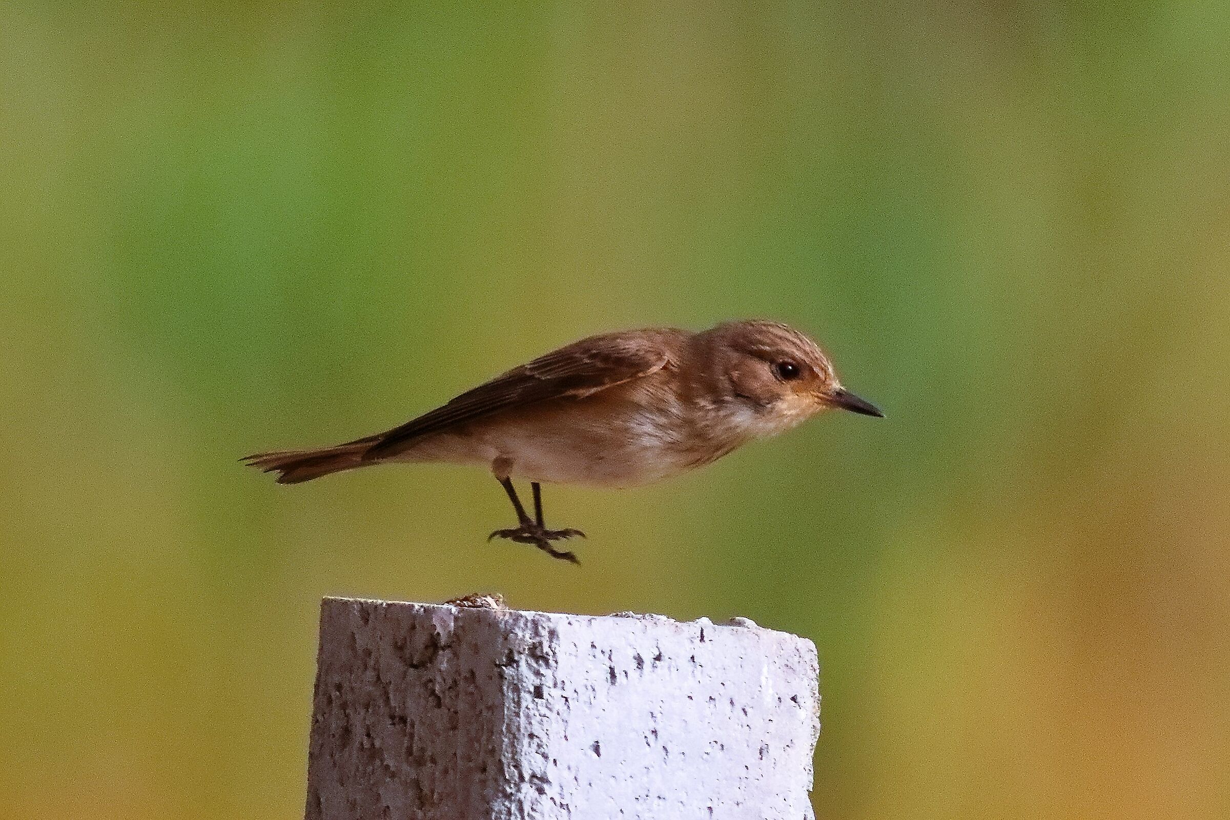 Pigliamosche 20-06-2024 - 0723