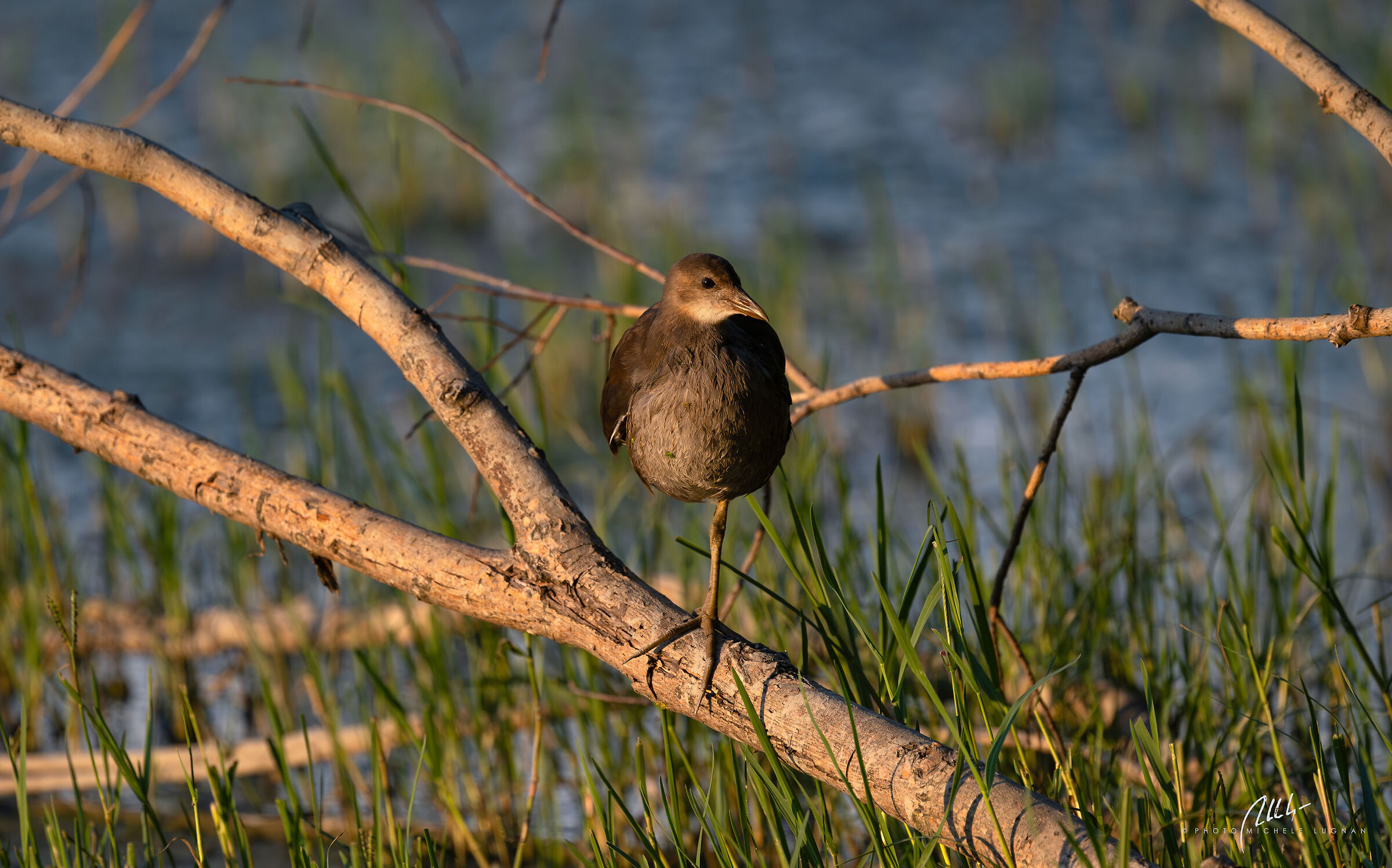Gallinula chloropus, prime prove obiettivo