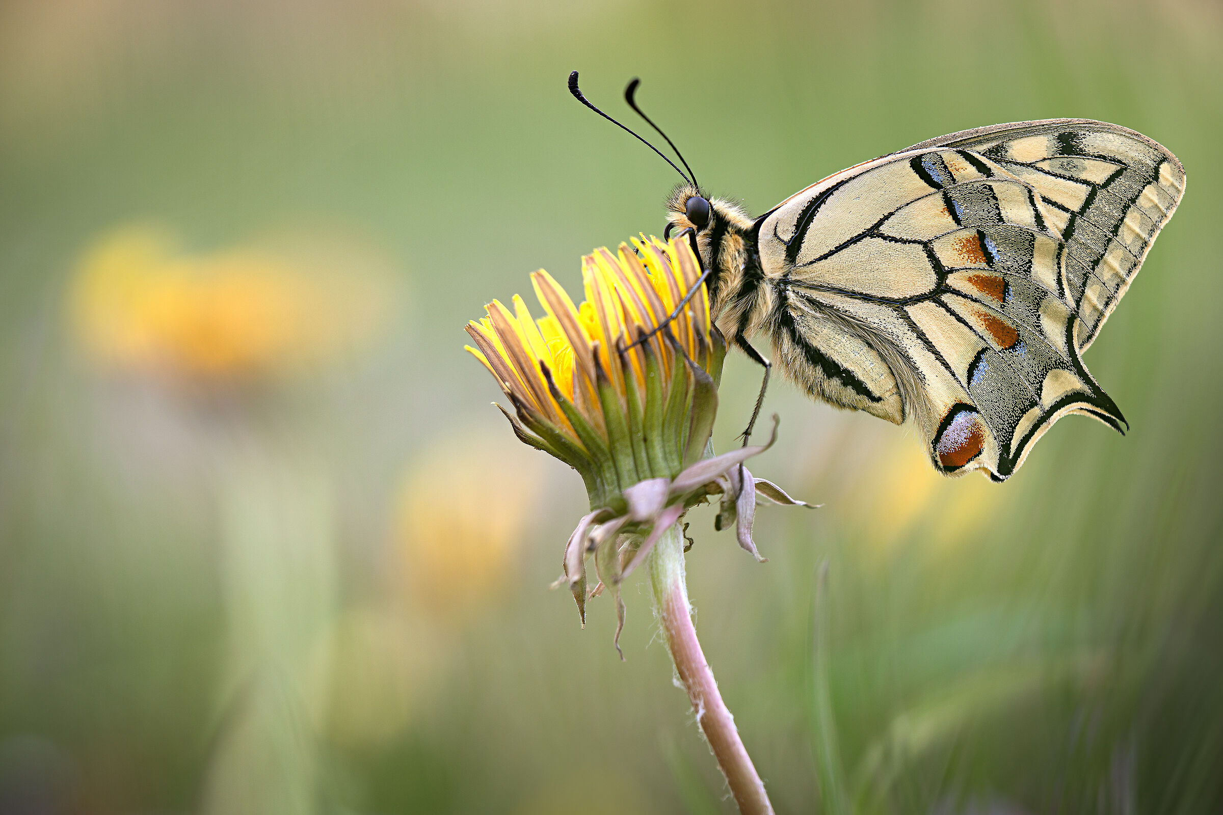 Papilio Machaon