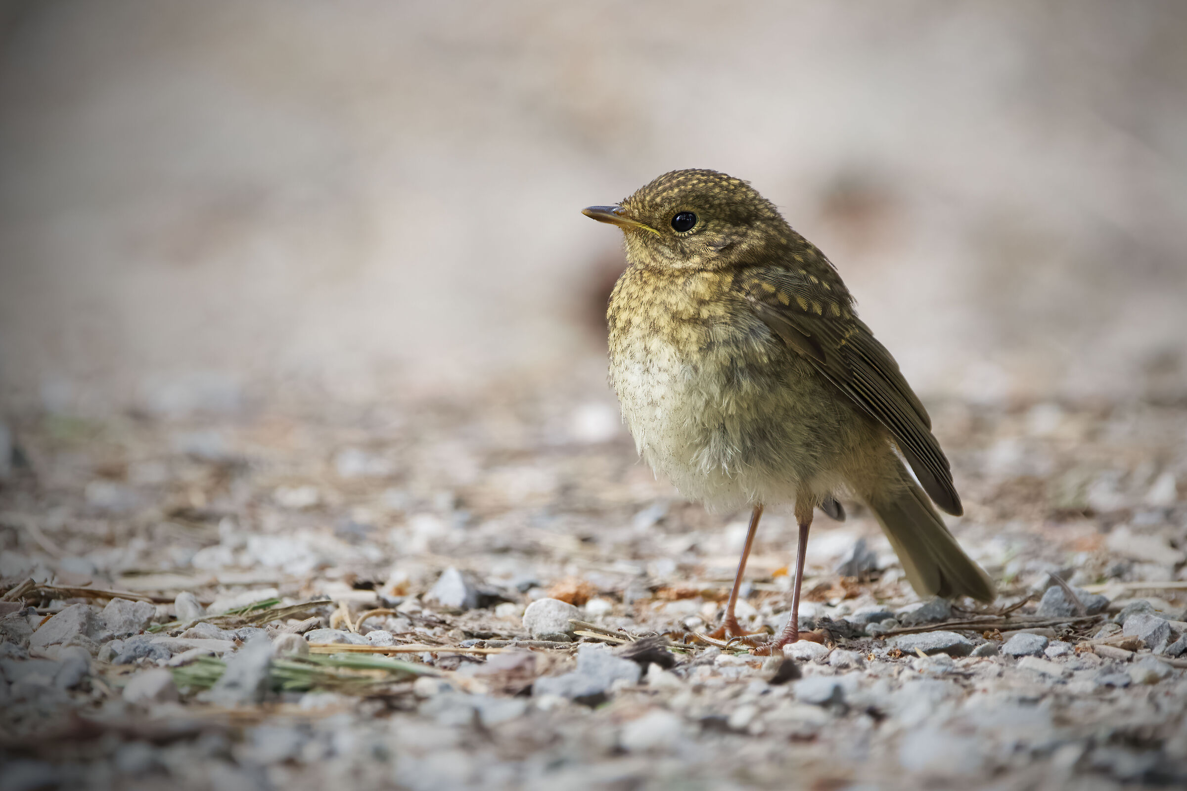 Giovane pettirosso (Falzes)