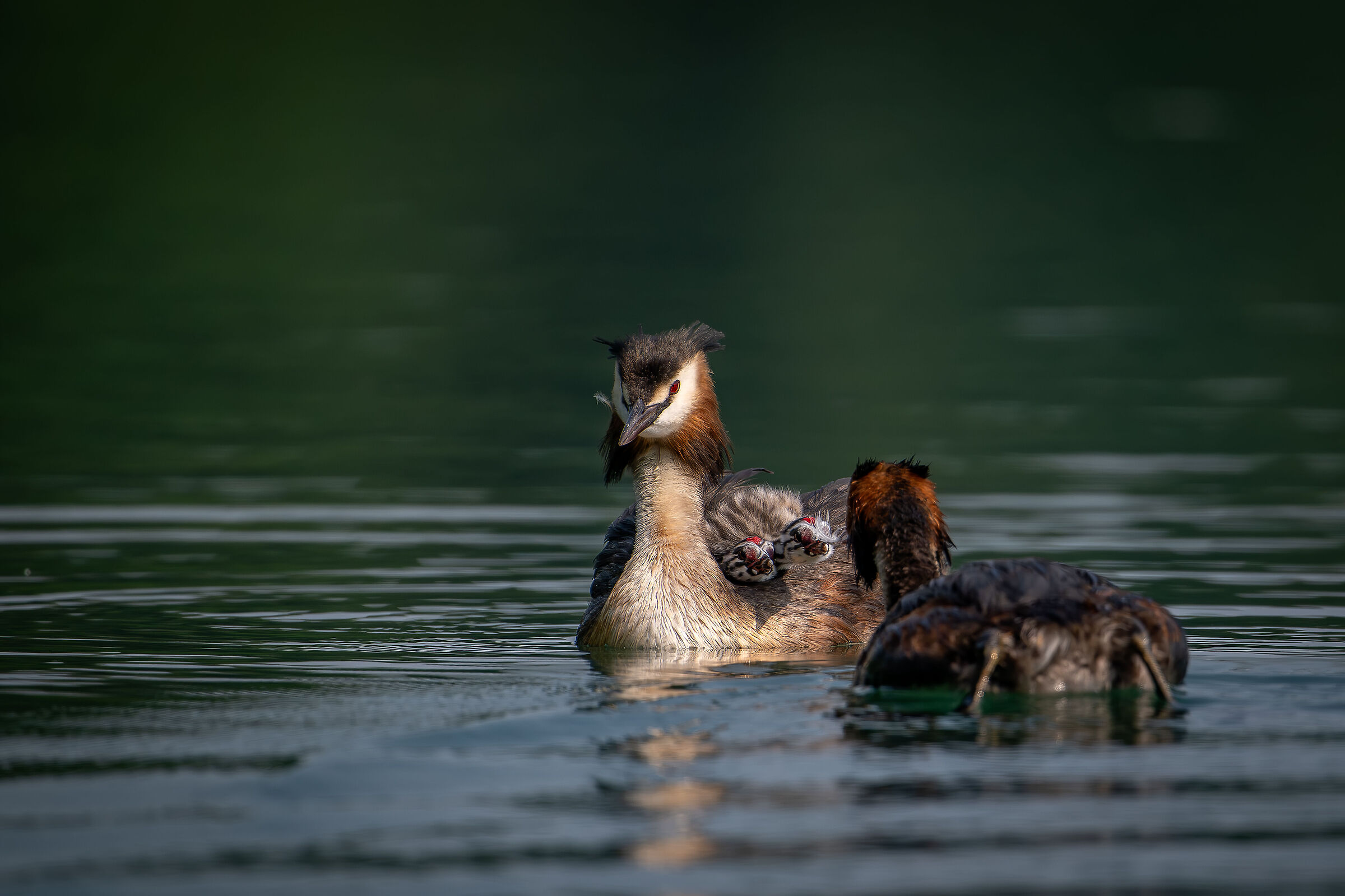 The grebe family