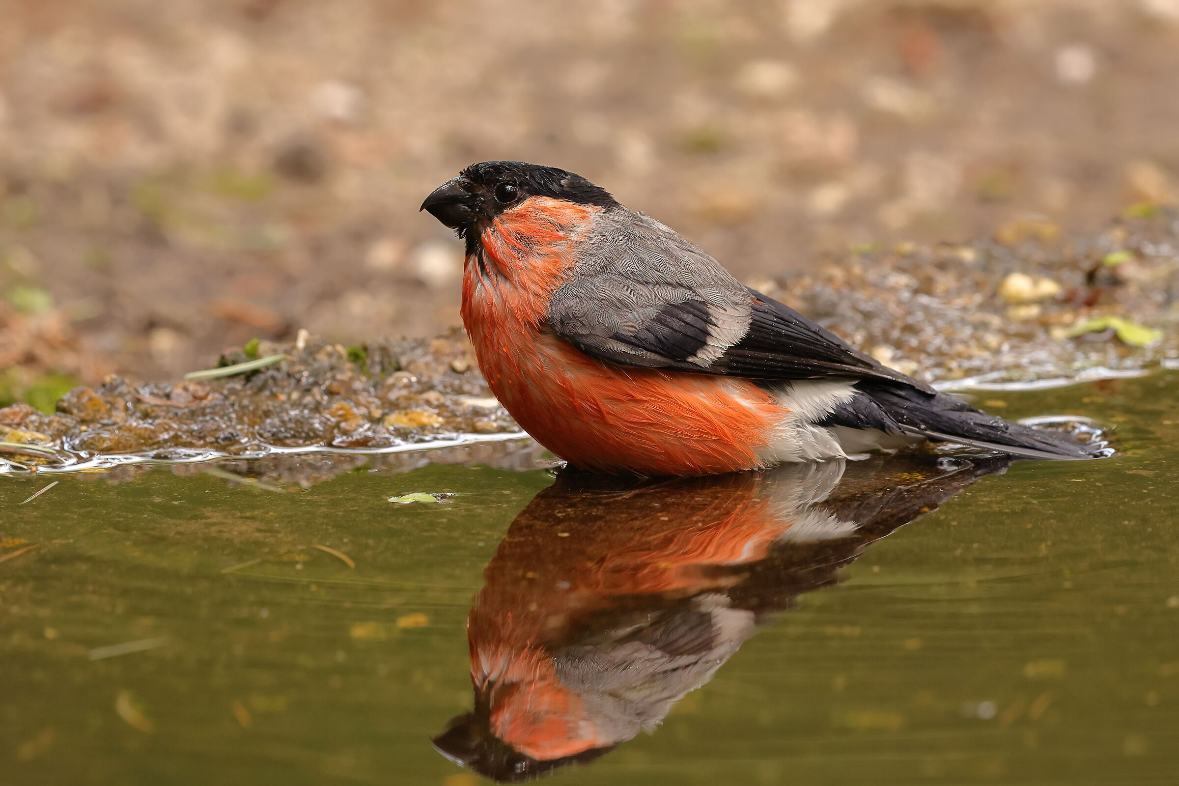 Eurasian bullfinch