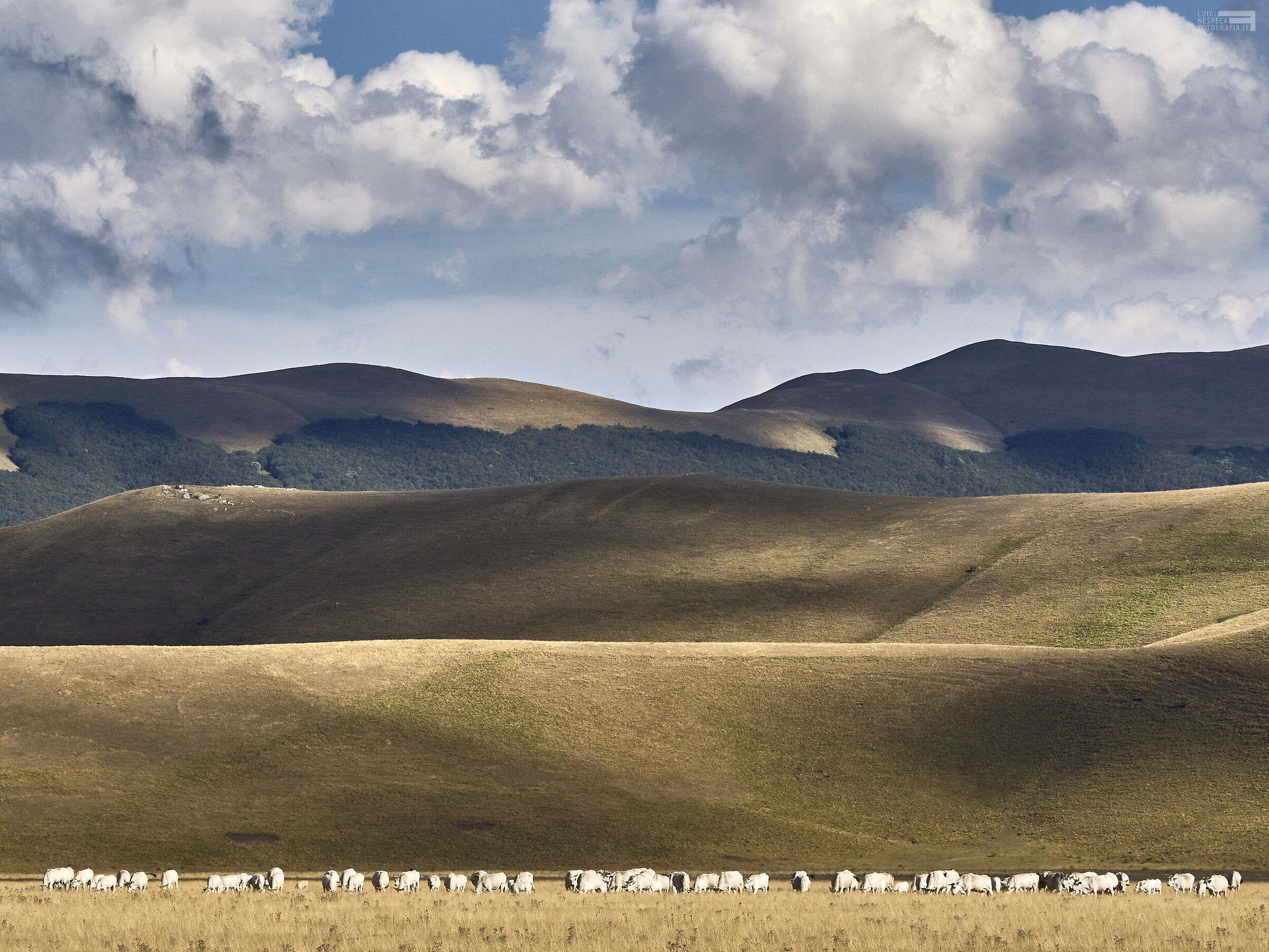 Monti Sibillini: bestiame al pascolo