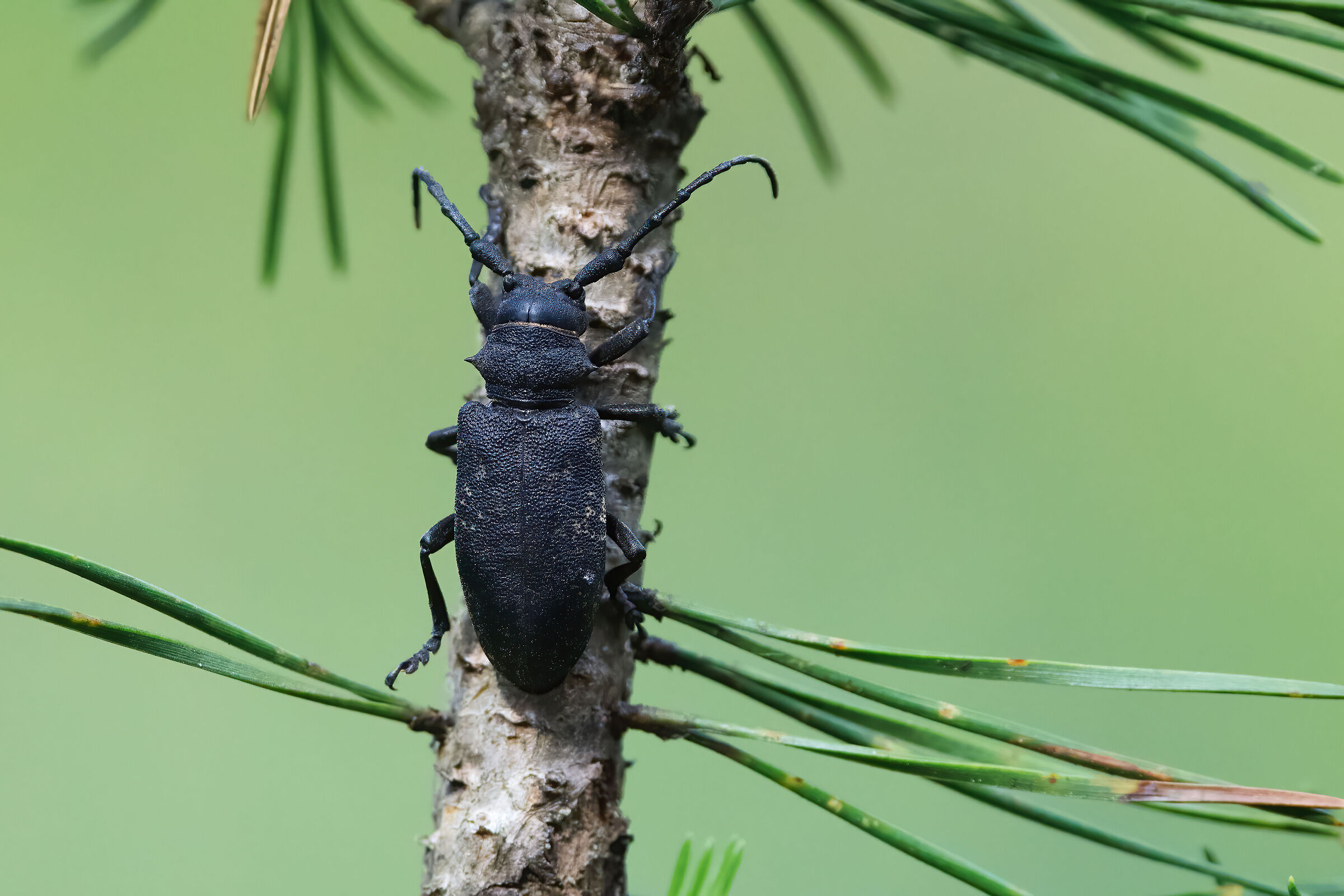 Lamia tessitrice (Lamia textor)