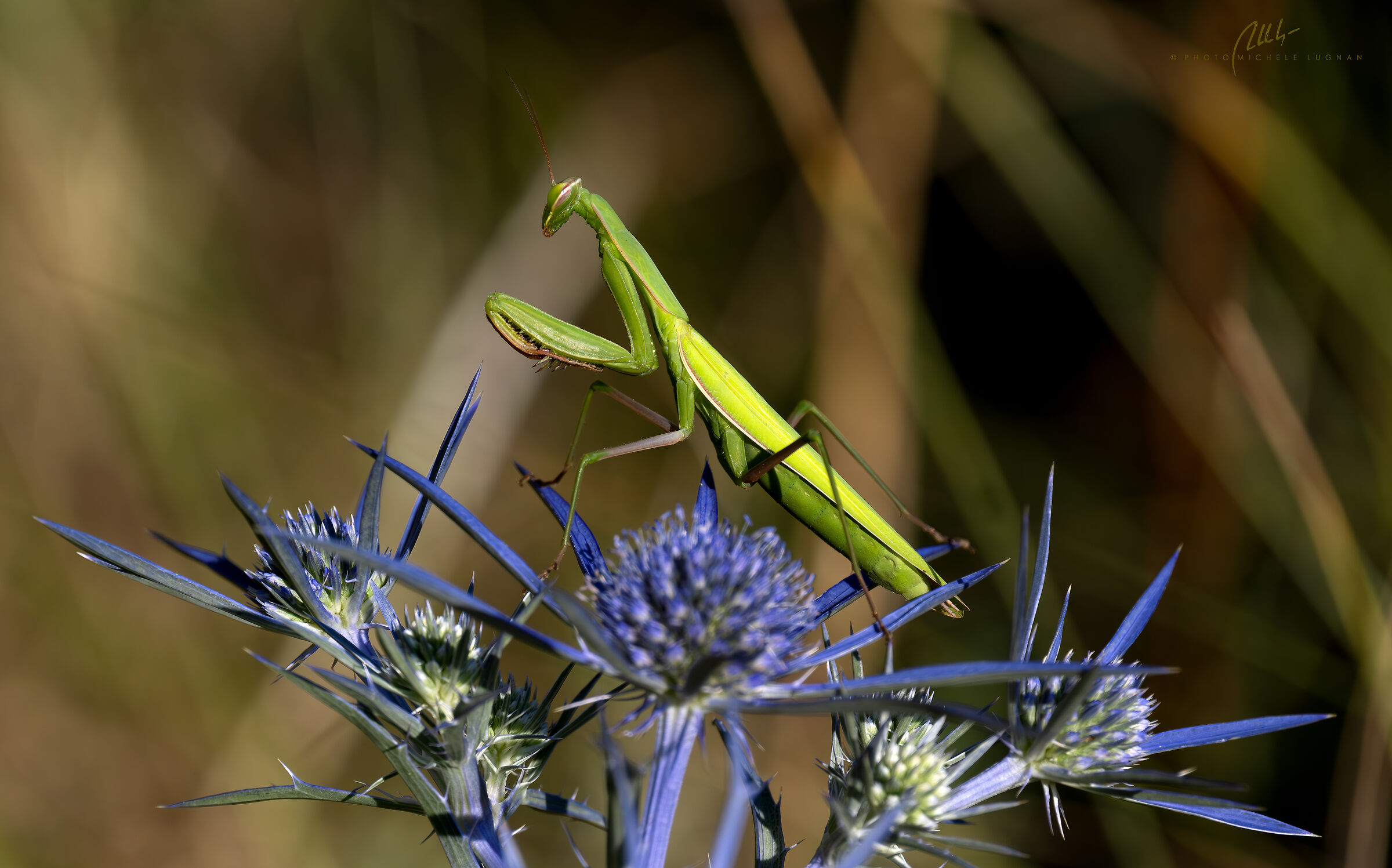 Mantis religiosa, prime prove obiettivo