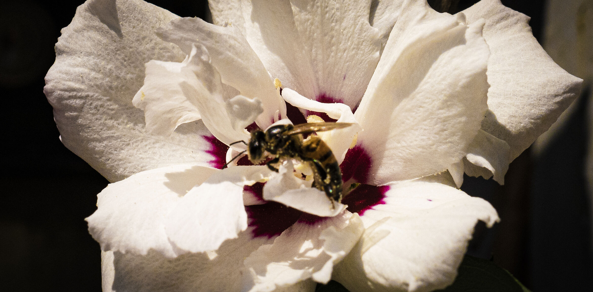 White flower (with bee)