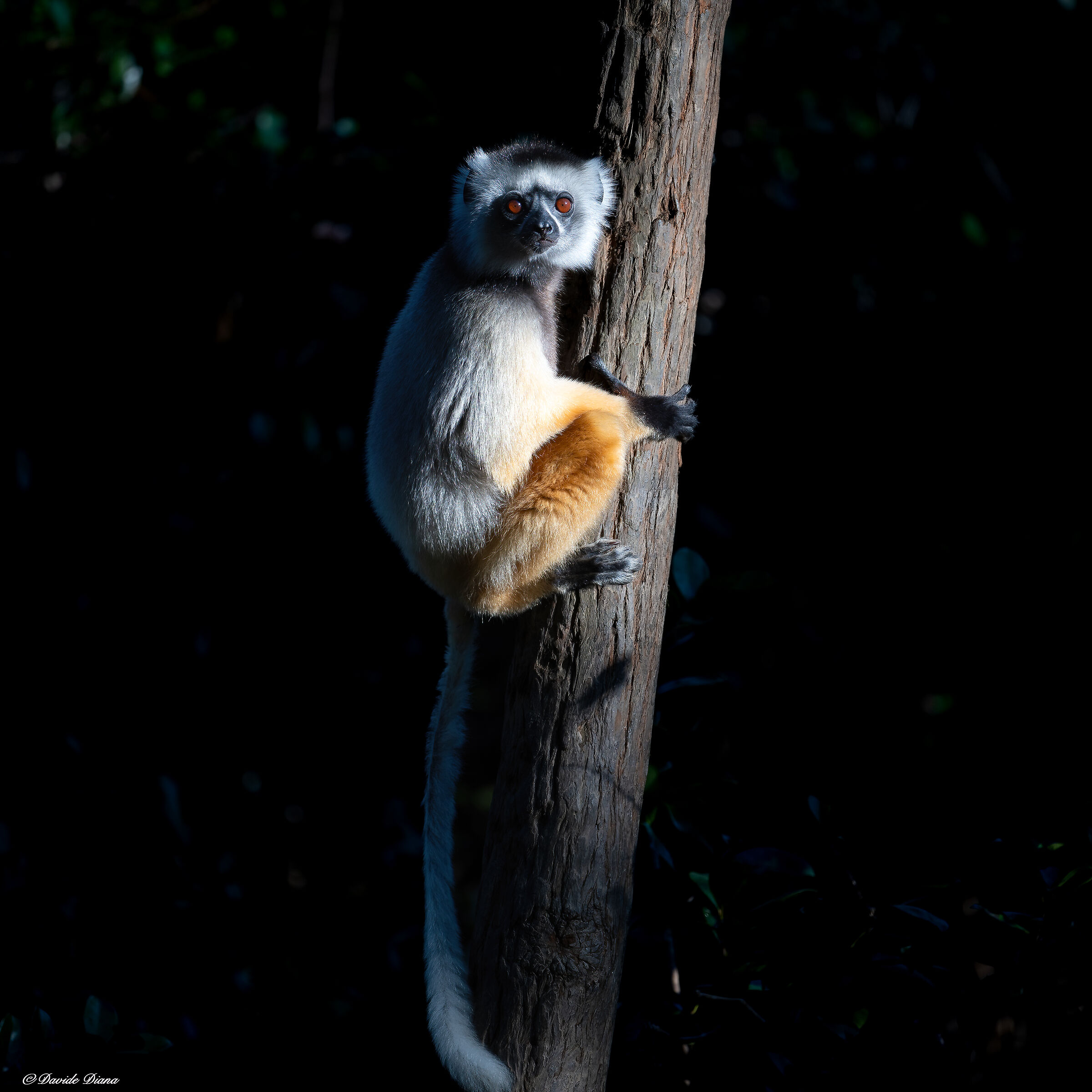 Madagascar