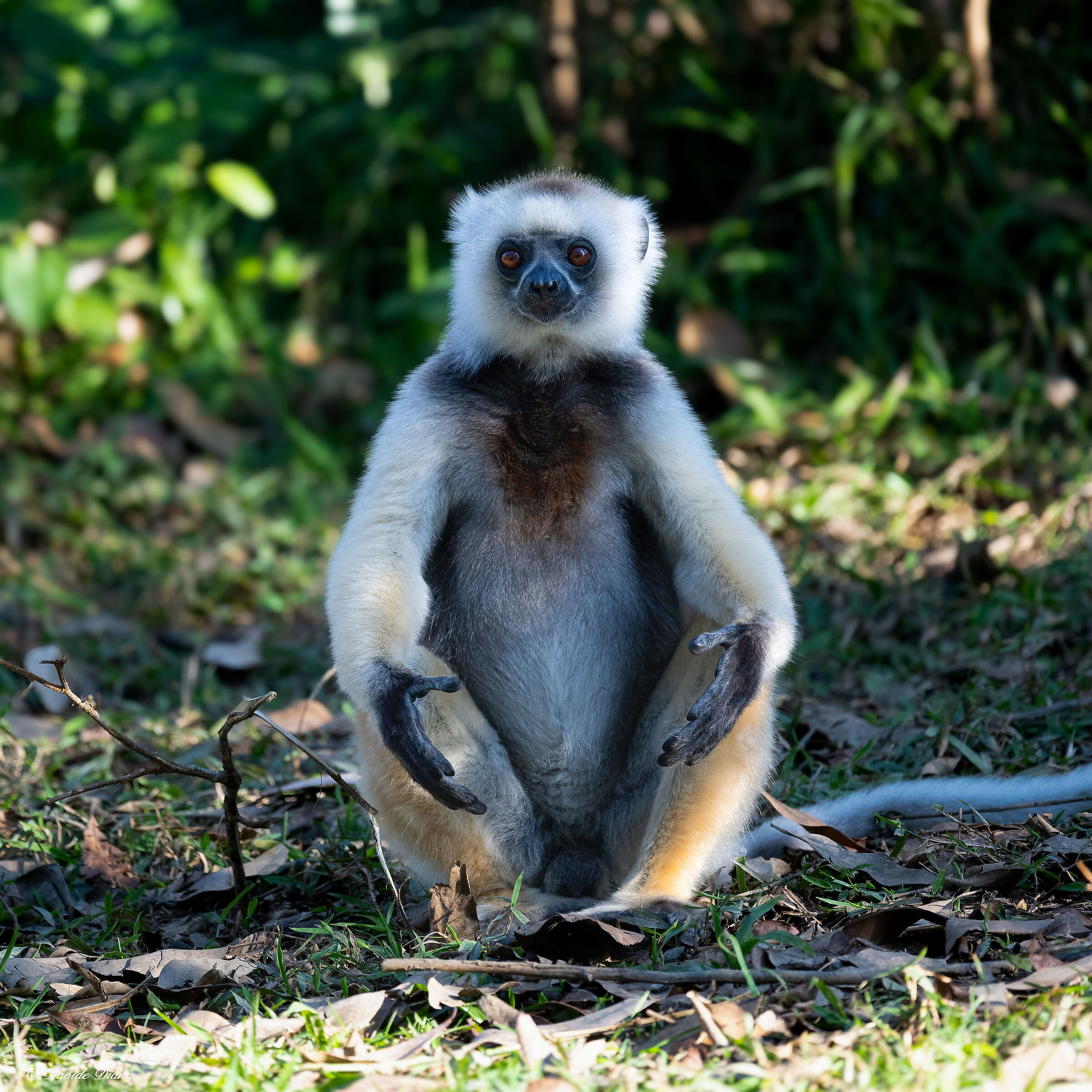 Madagascar