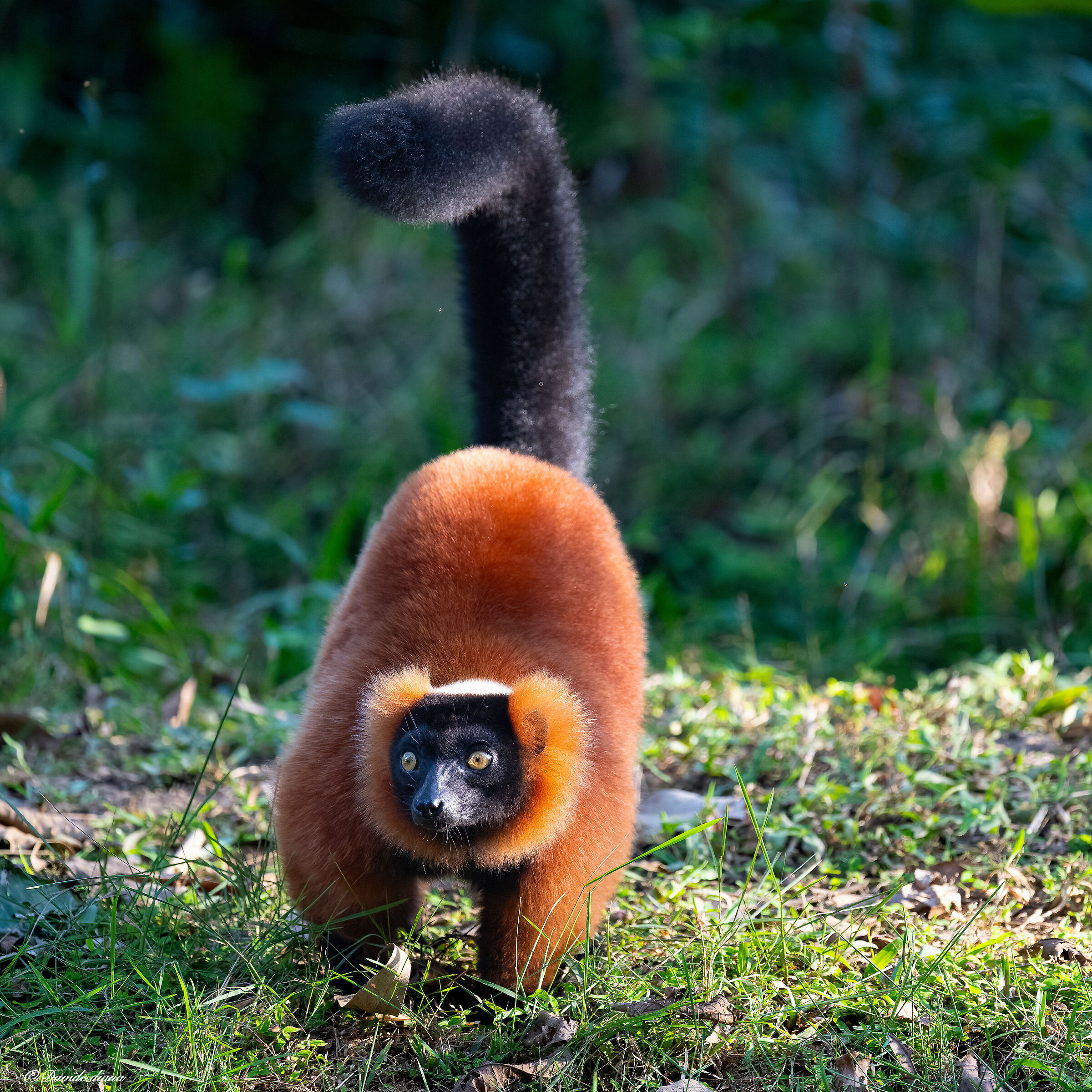 Madagascar