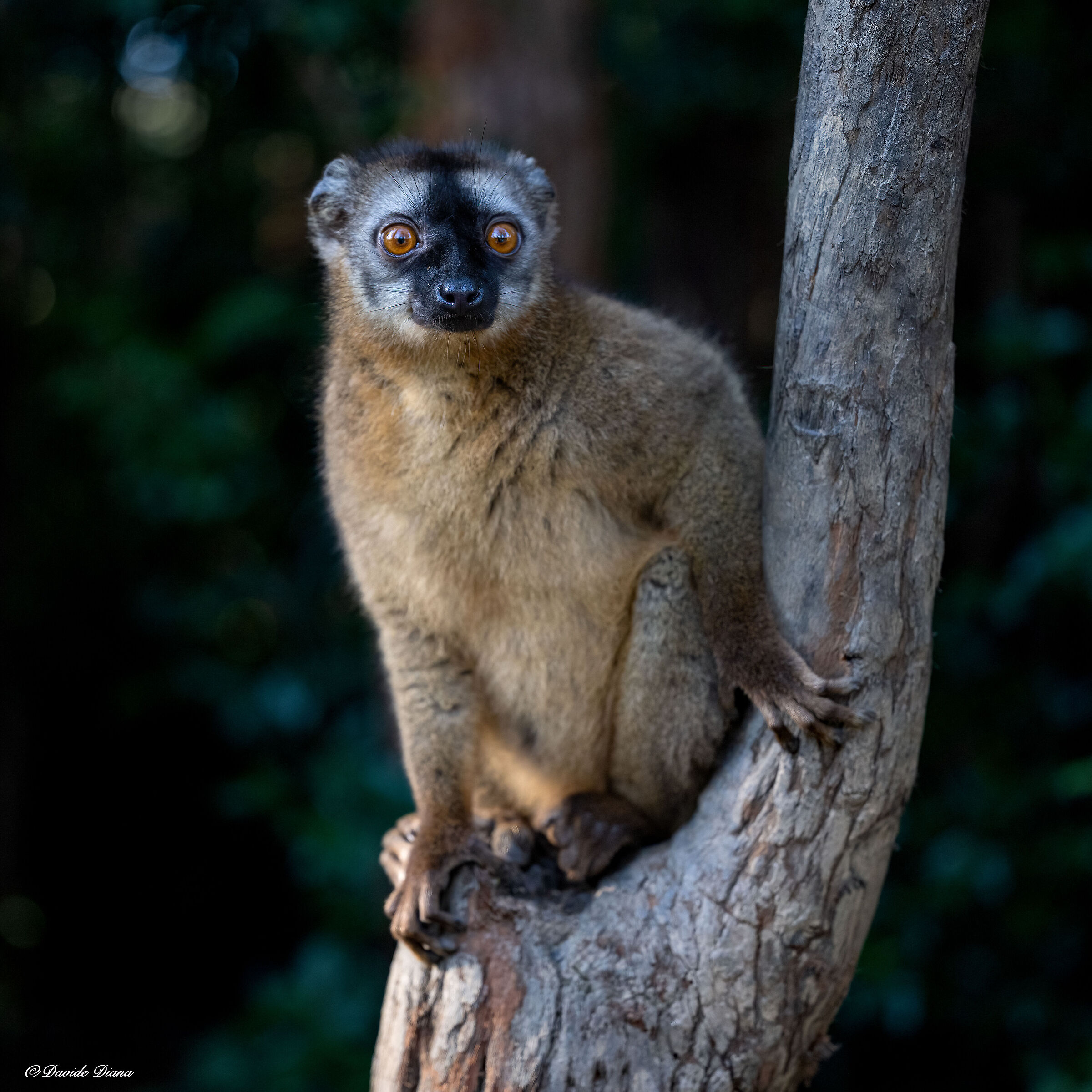 Madagascar