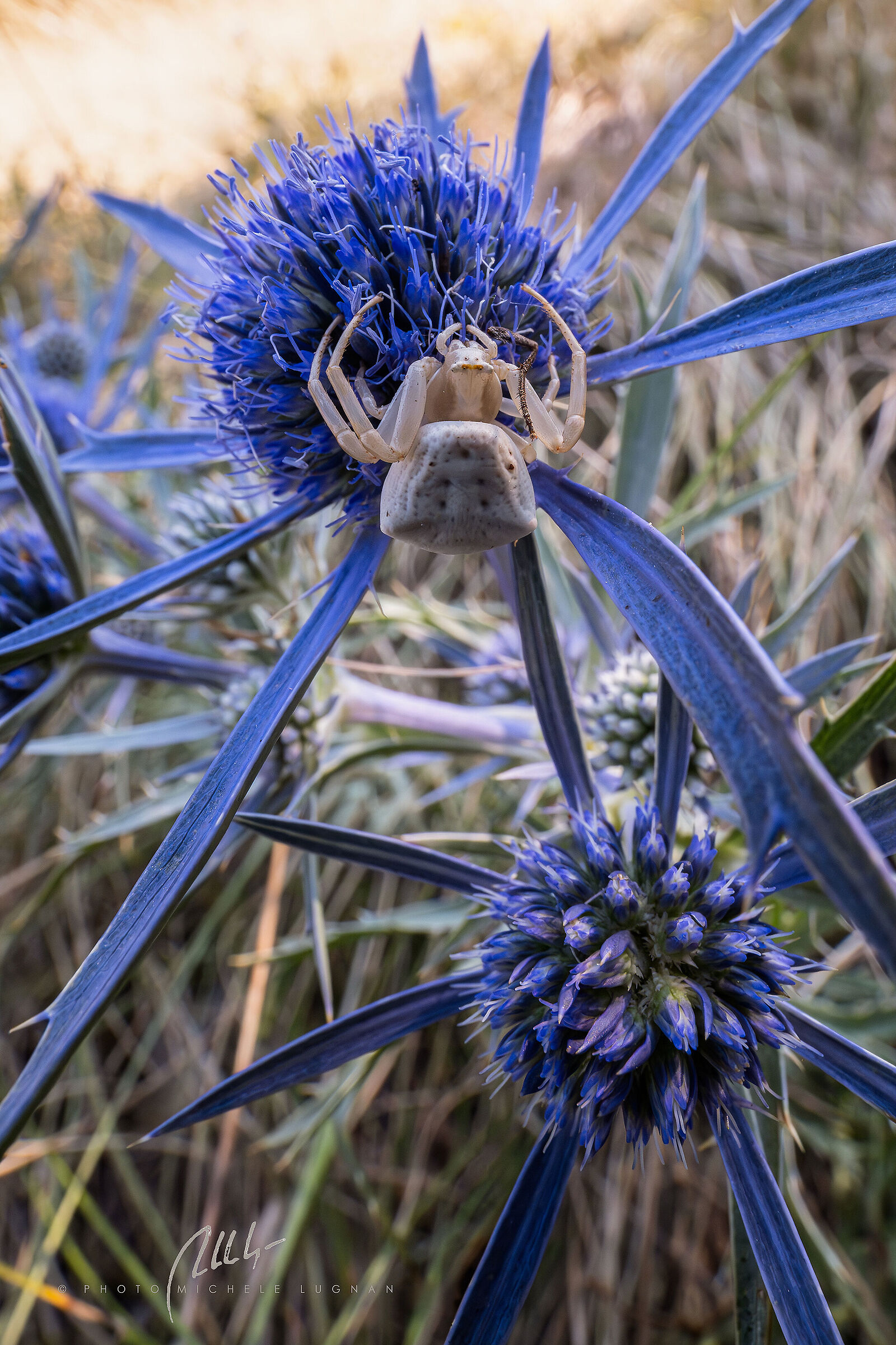 Thomisus onustus su Eryngium amethystinum