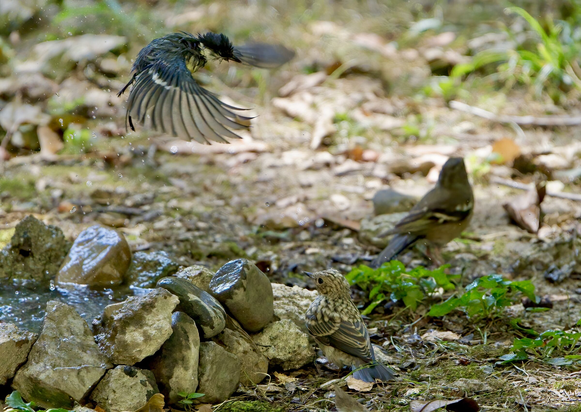Sempre movimento nella piscinetta