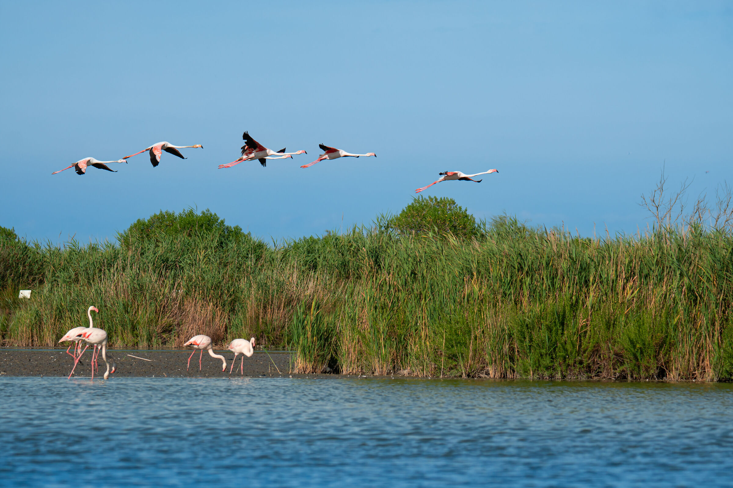 Camargue 2024 - Fenicotteri rosa