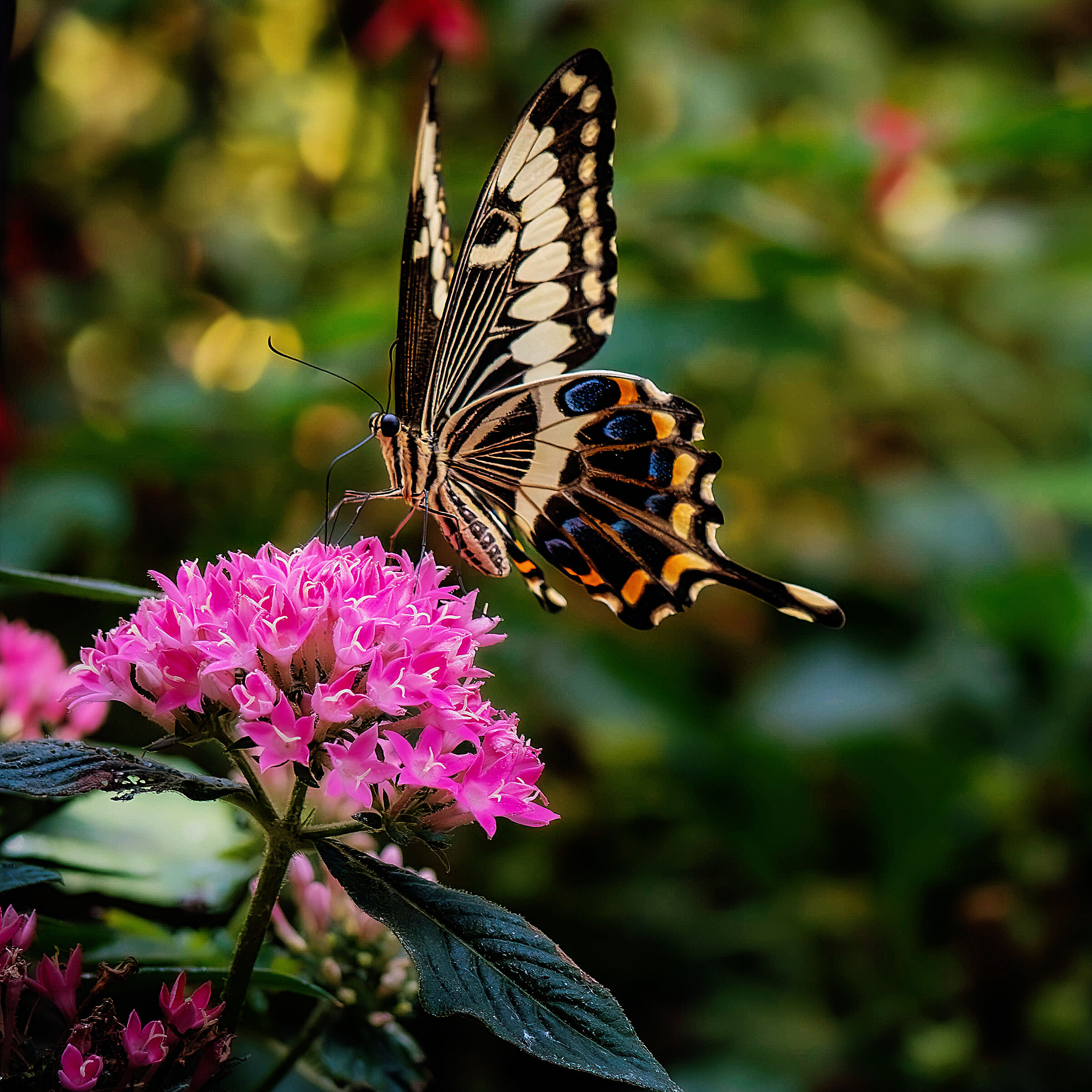Papilio