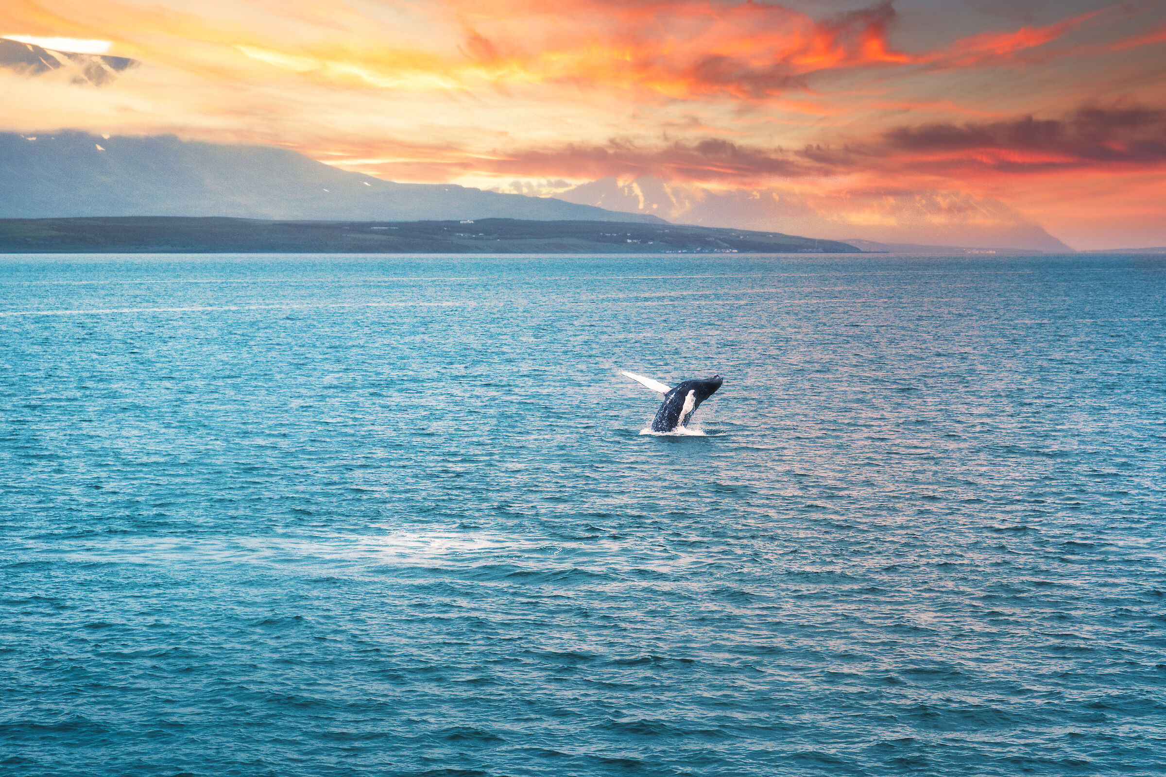 Icelandic Minkle Whale