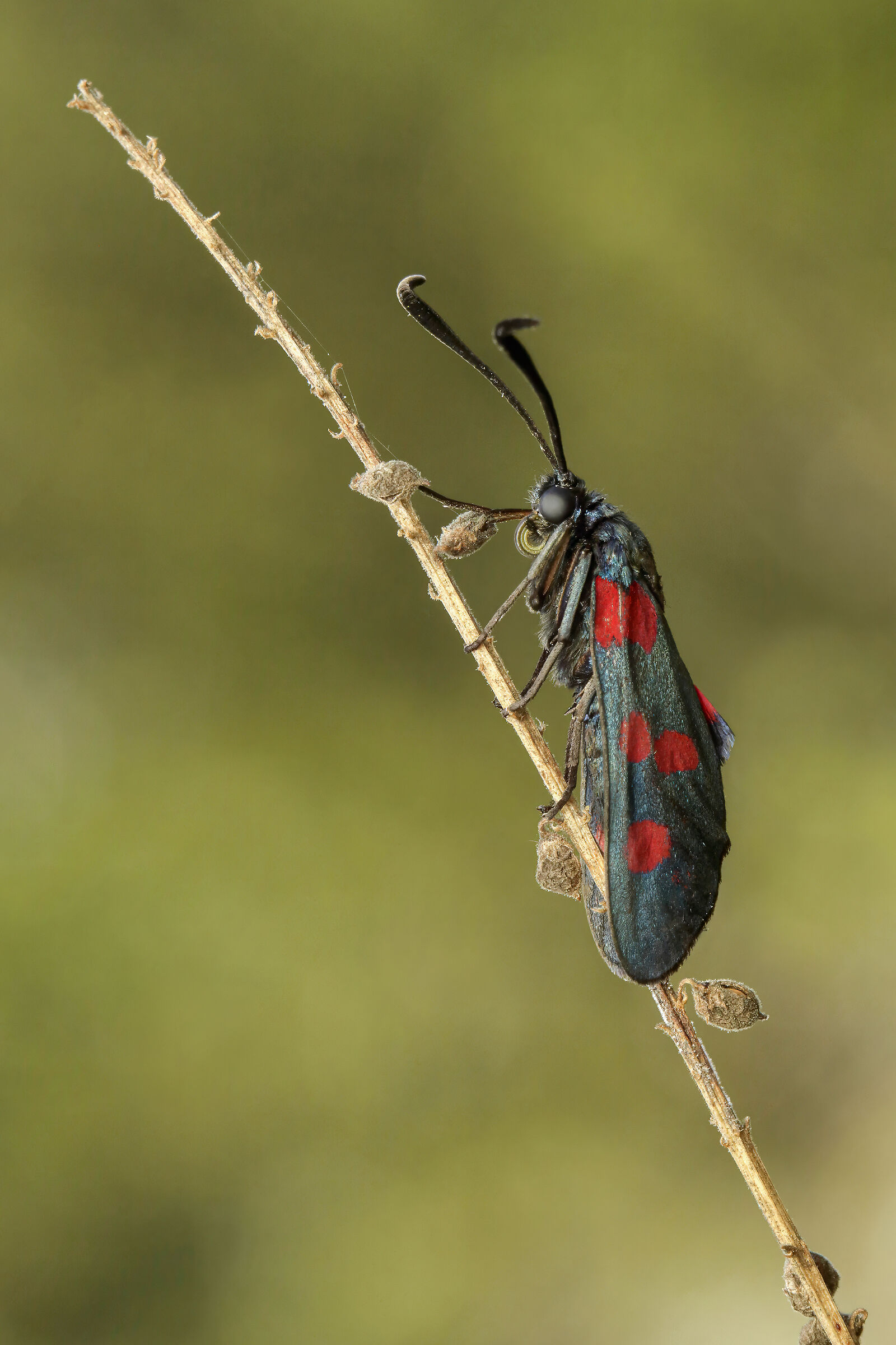 Zygaena filipendulae