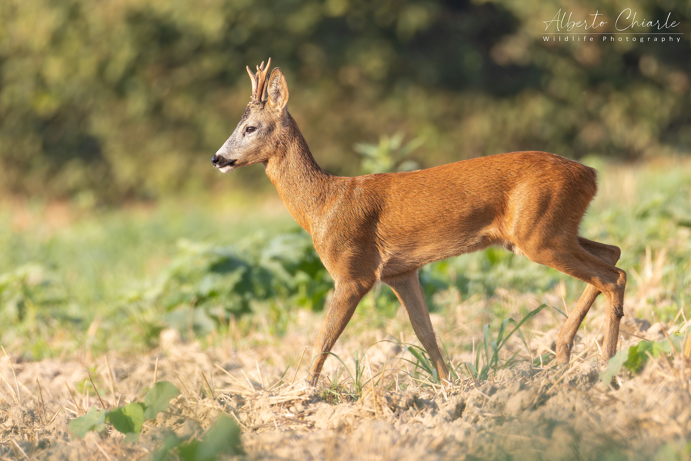 Capriolo alle prime luci del mattino