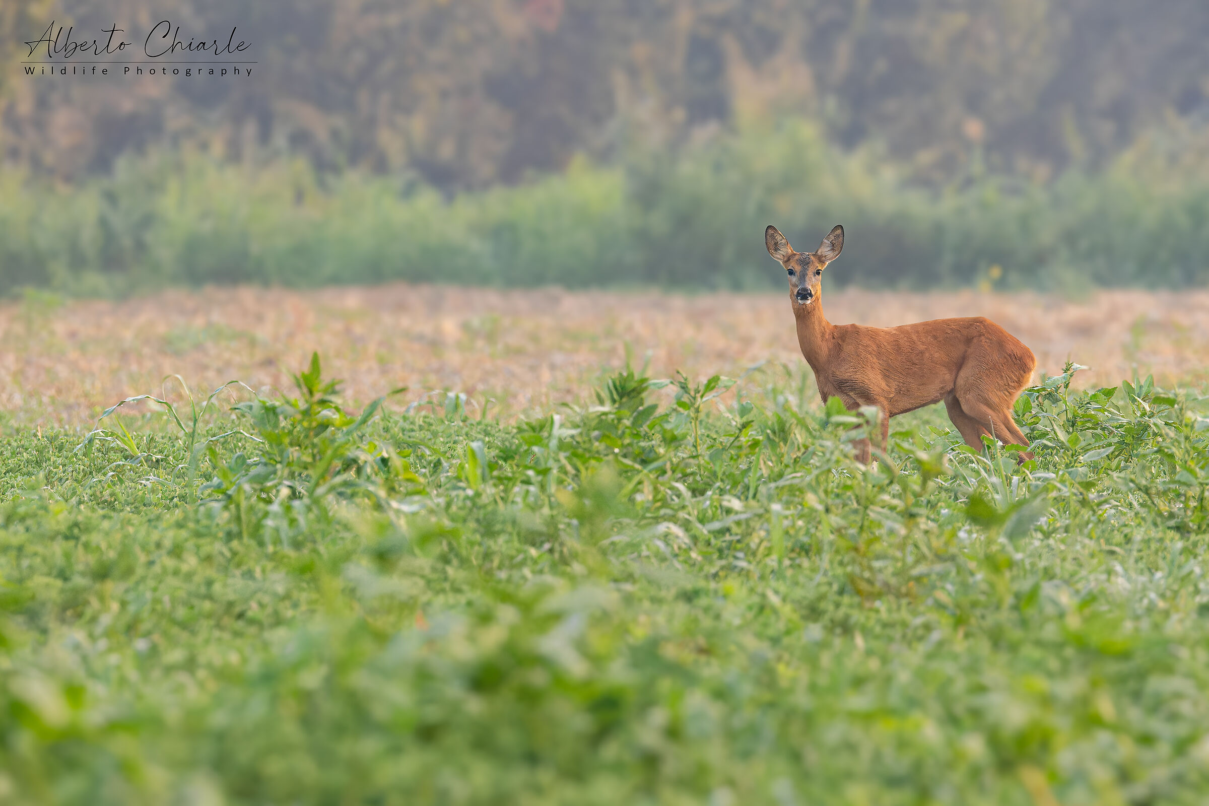Capriolo alle prime luci